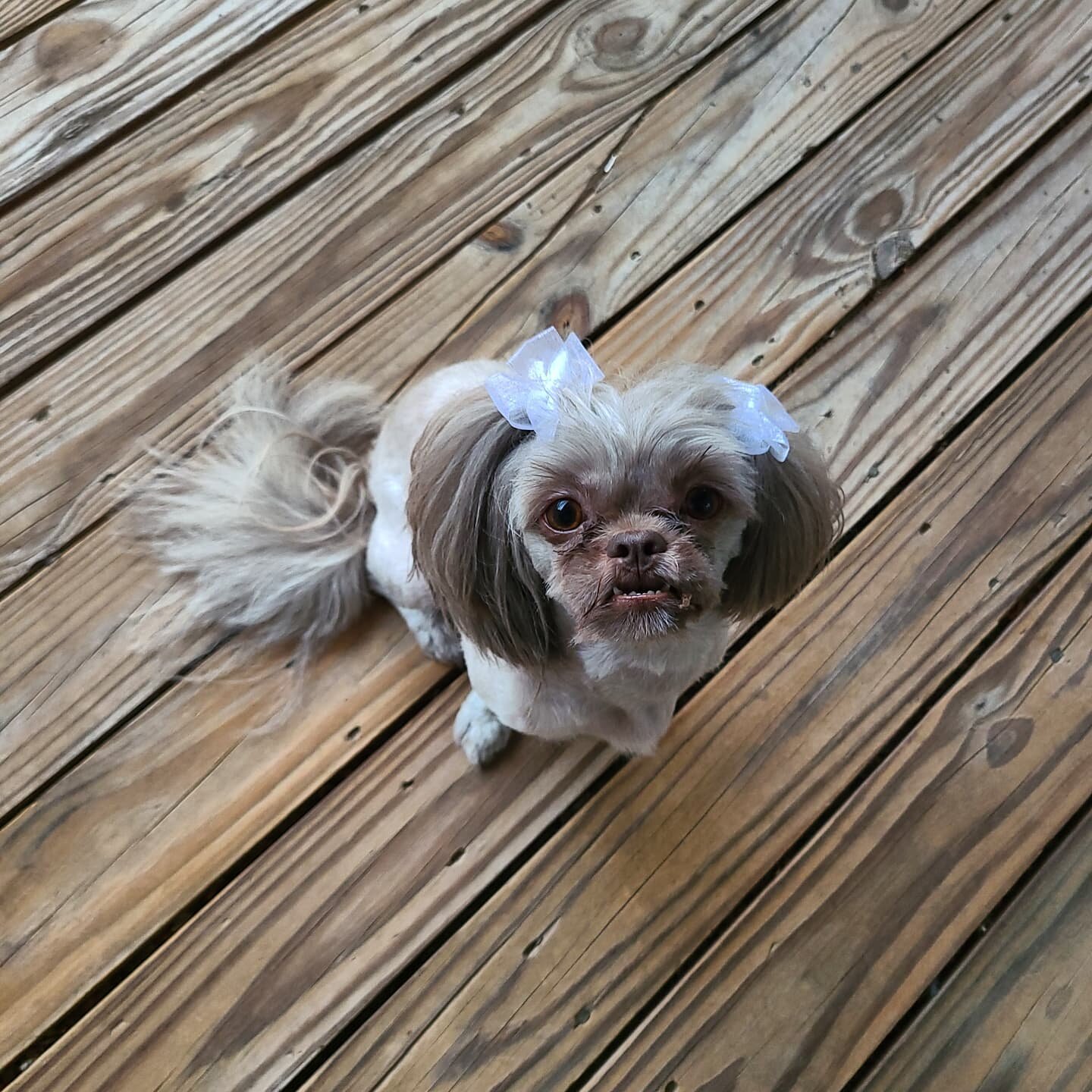 Look who's back from the groomer with not ☝🏿 but✌🏿 bows! She light on her feet now🤣🤣🤣Can't tell her nothing😂😂