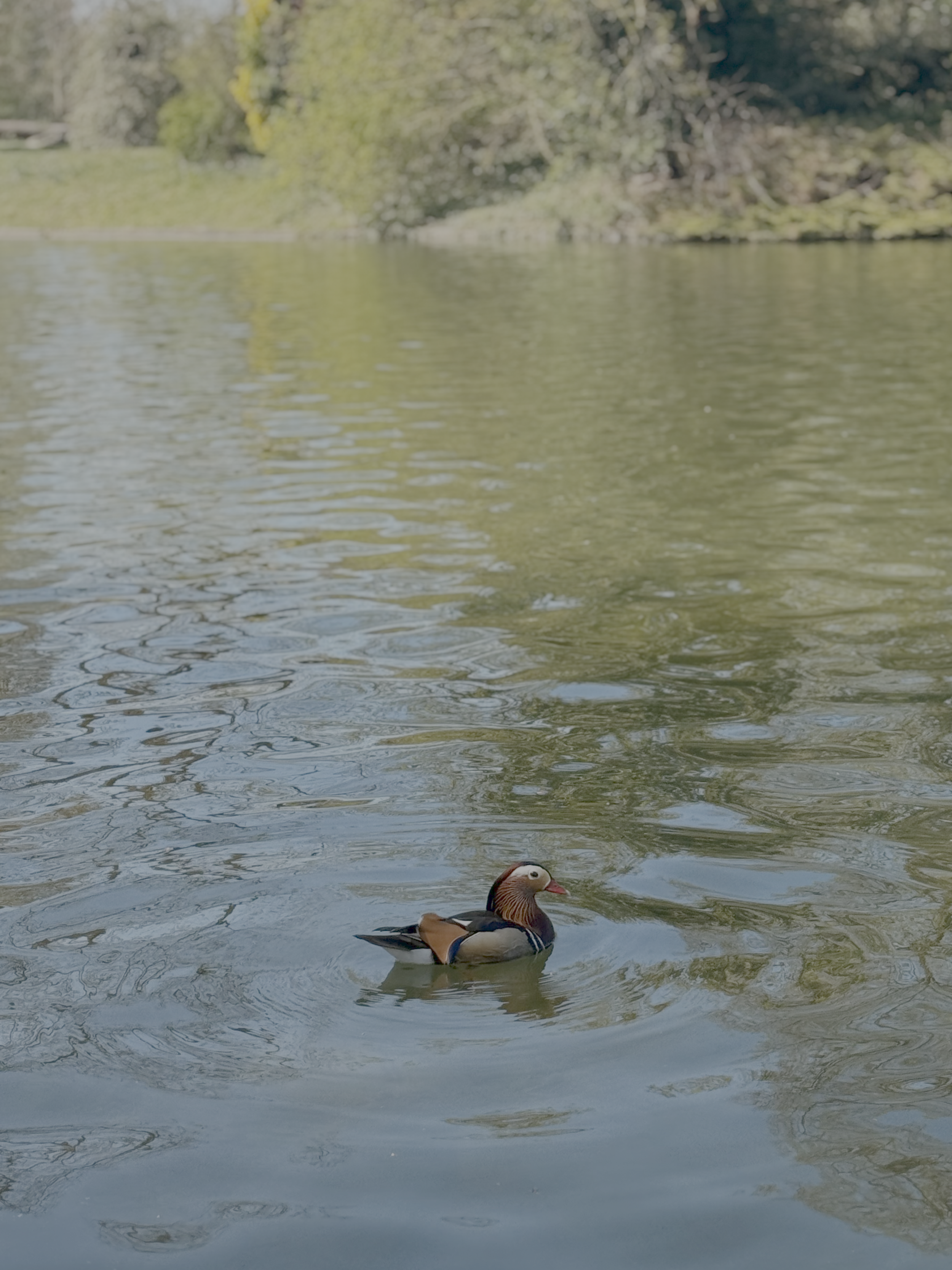 reference duck.png