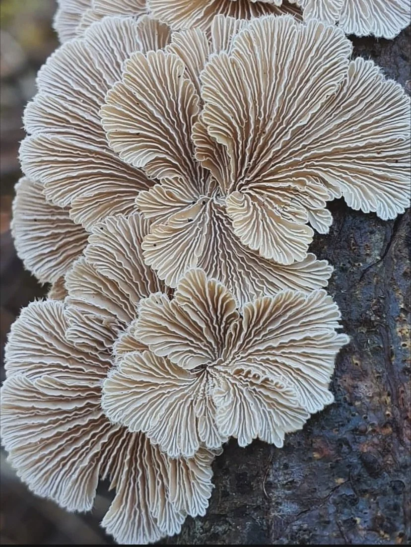 Color palette theory. Where and what do you look to for your color stories when designing and suggesting to clients.

For me it&rsquo;s nature. It provides all the necessary information for color stories. It&rsquo;s a never ending source!

Schizophyl