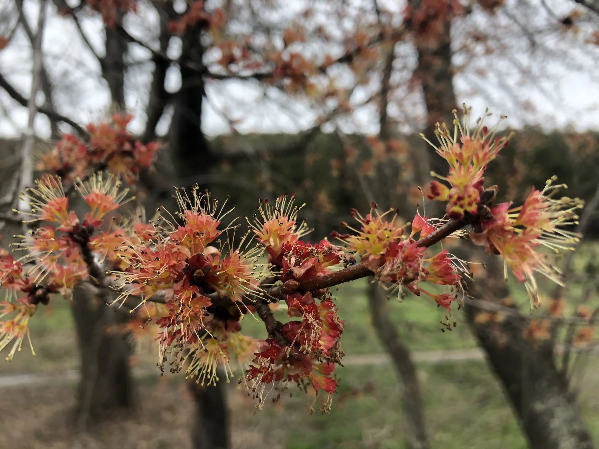 tree outdoors