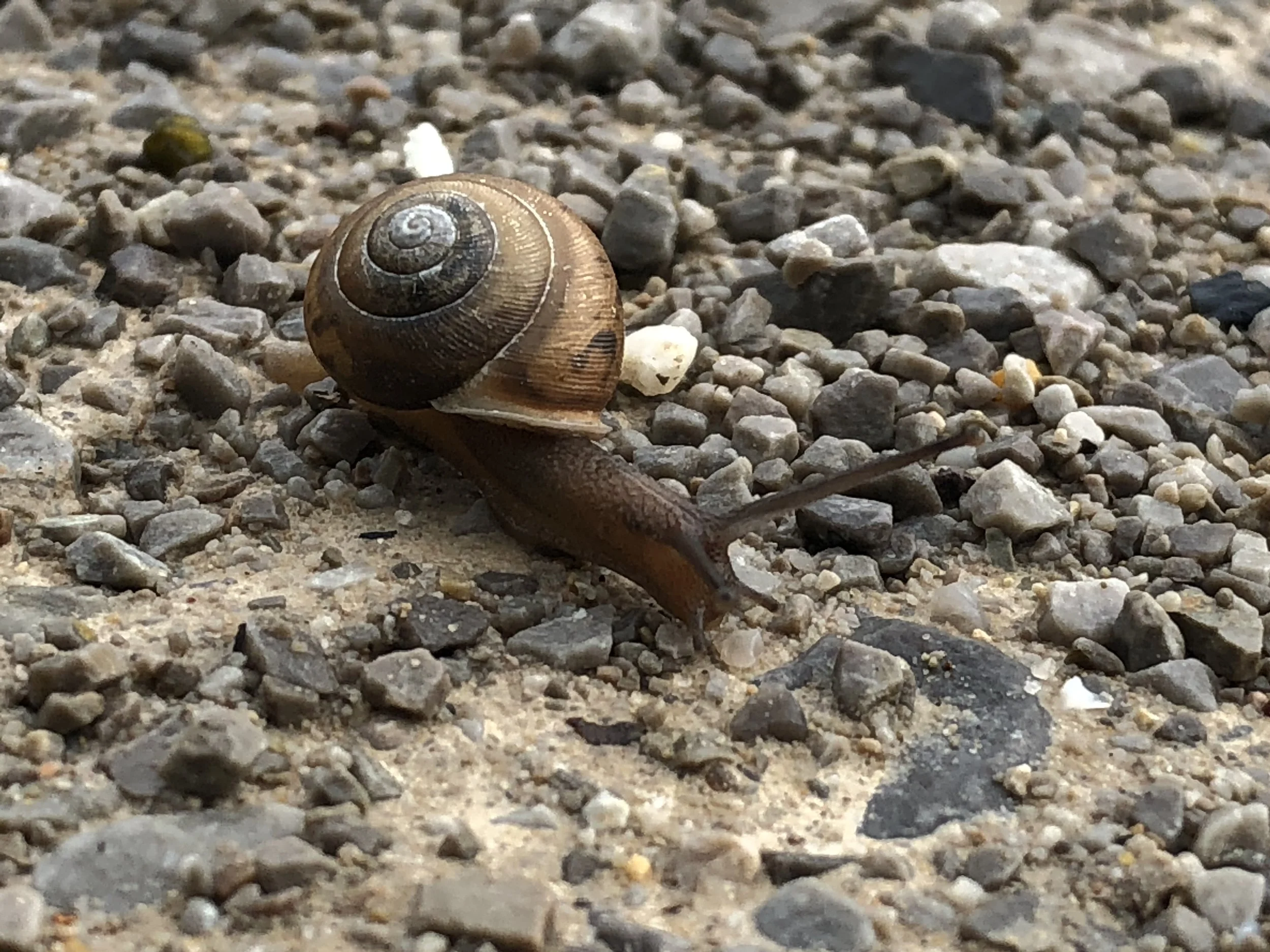 outdoor snail