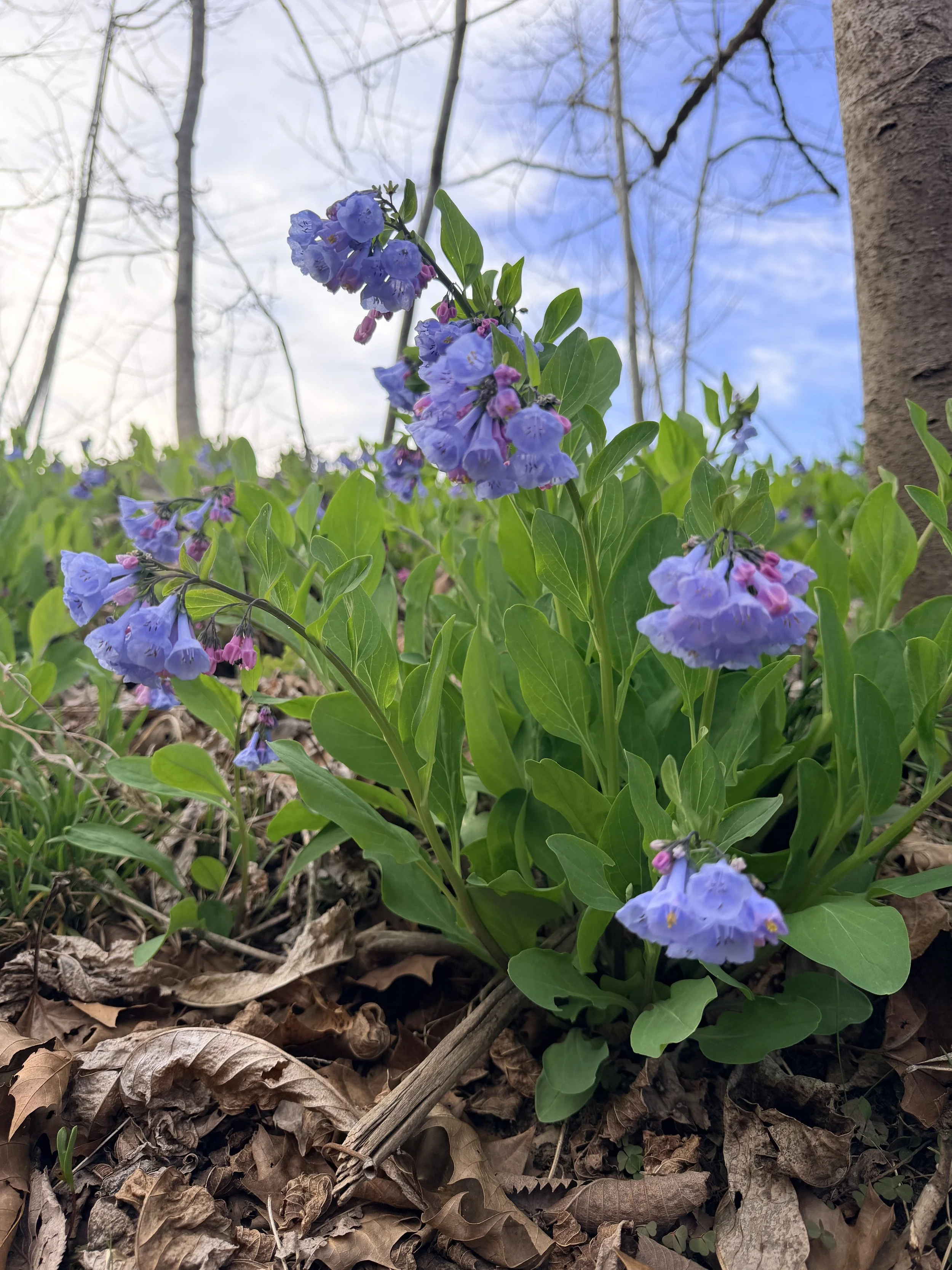 Wildflower outdoors