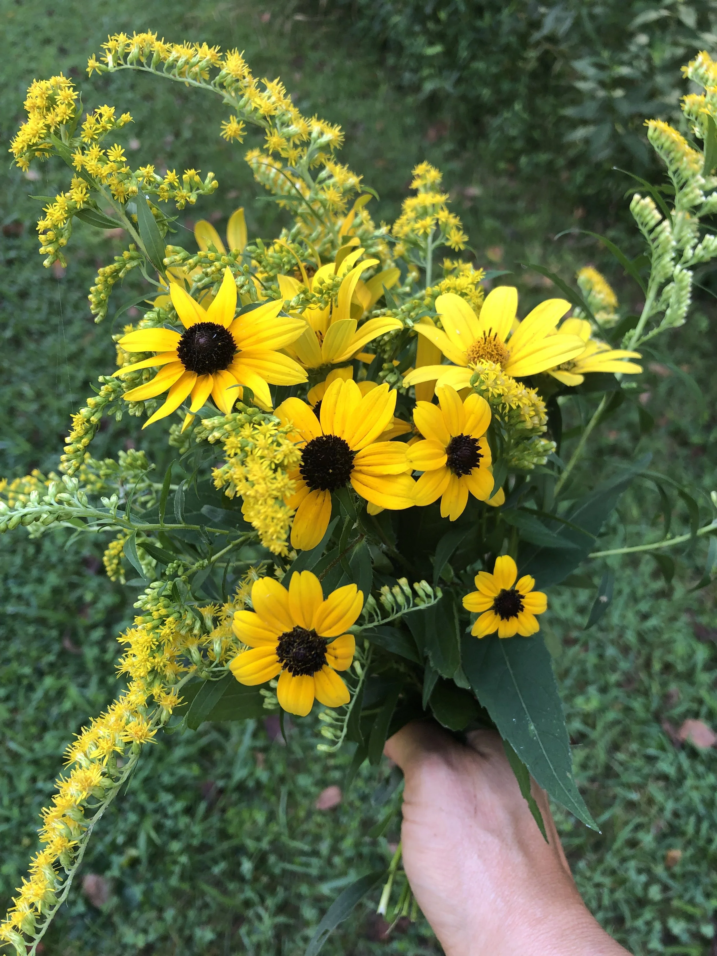 Wildflower outdoors