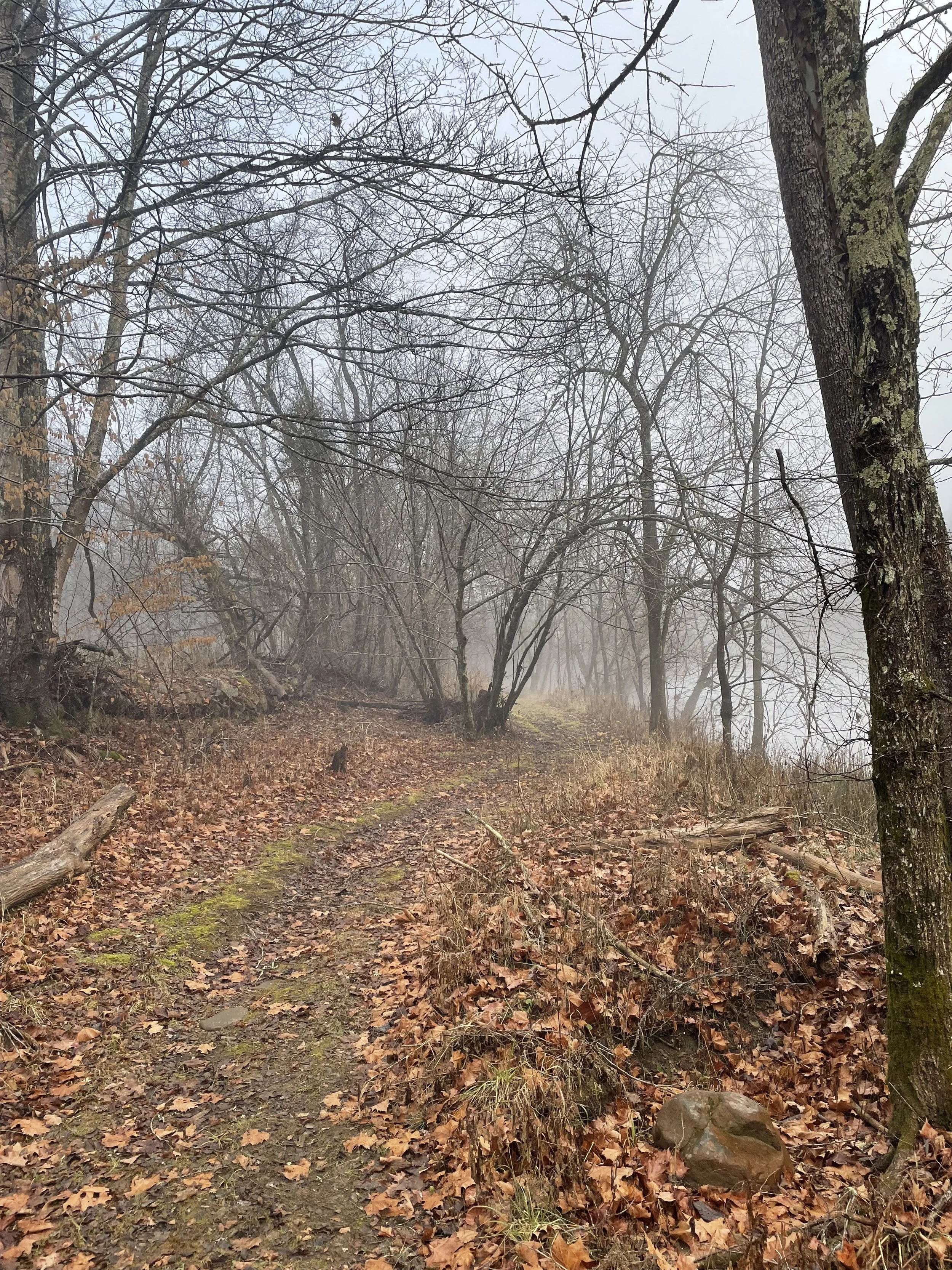 Landscape view of the property where EMDR Intensives with Cornelia Scott take place.