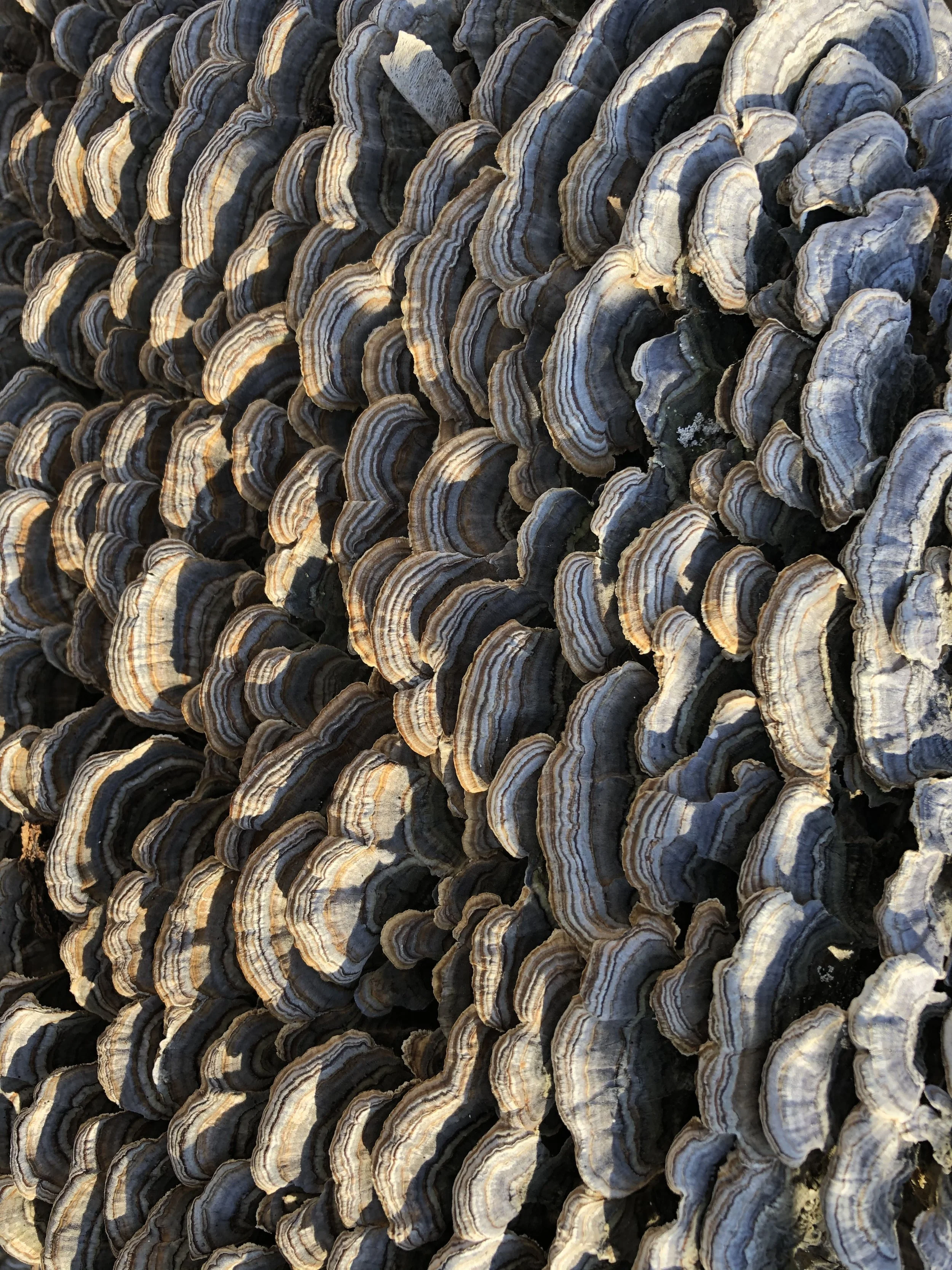 mushrooms outdoors