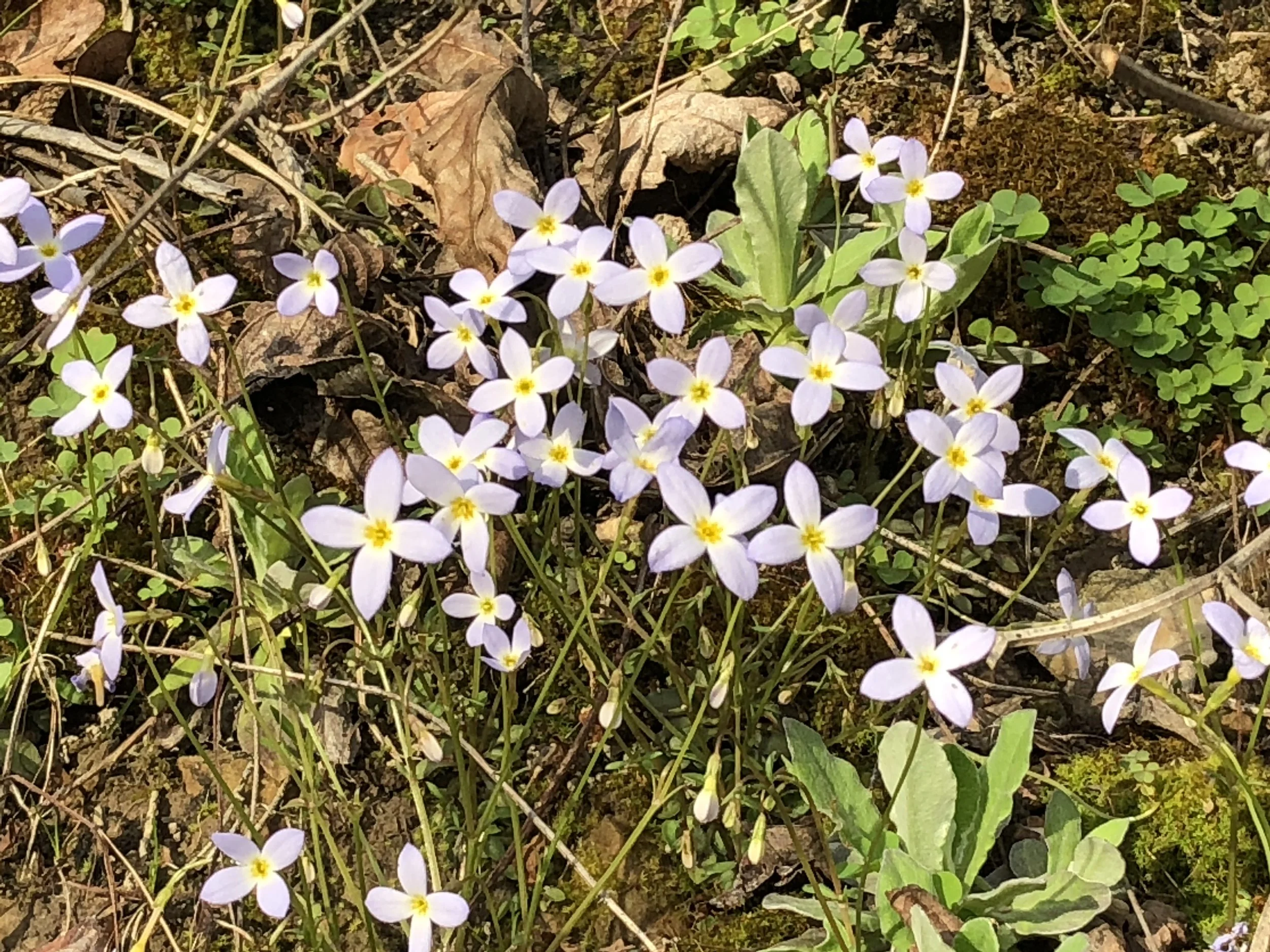 wildflowers outdoors