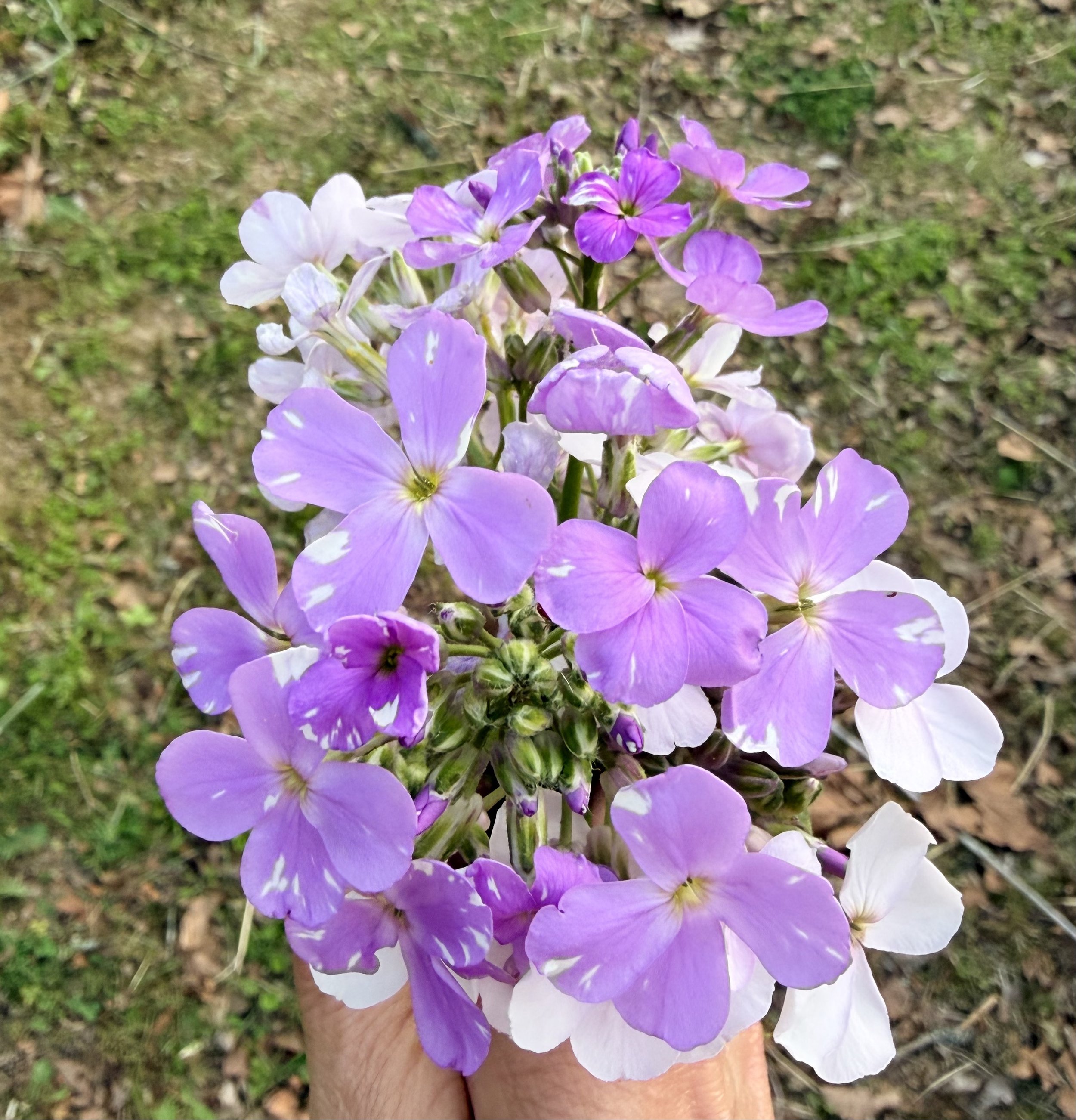 Wildflower outdoors
