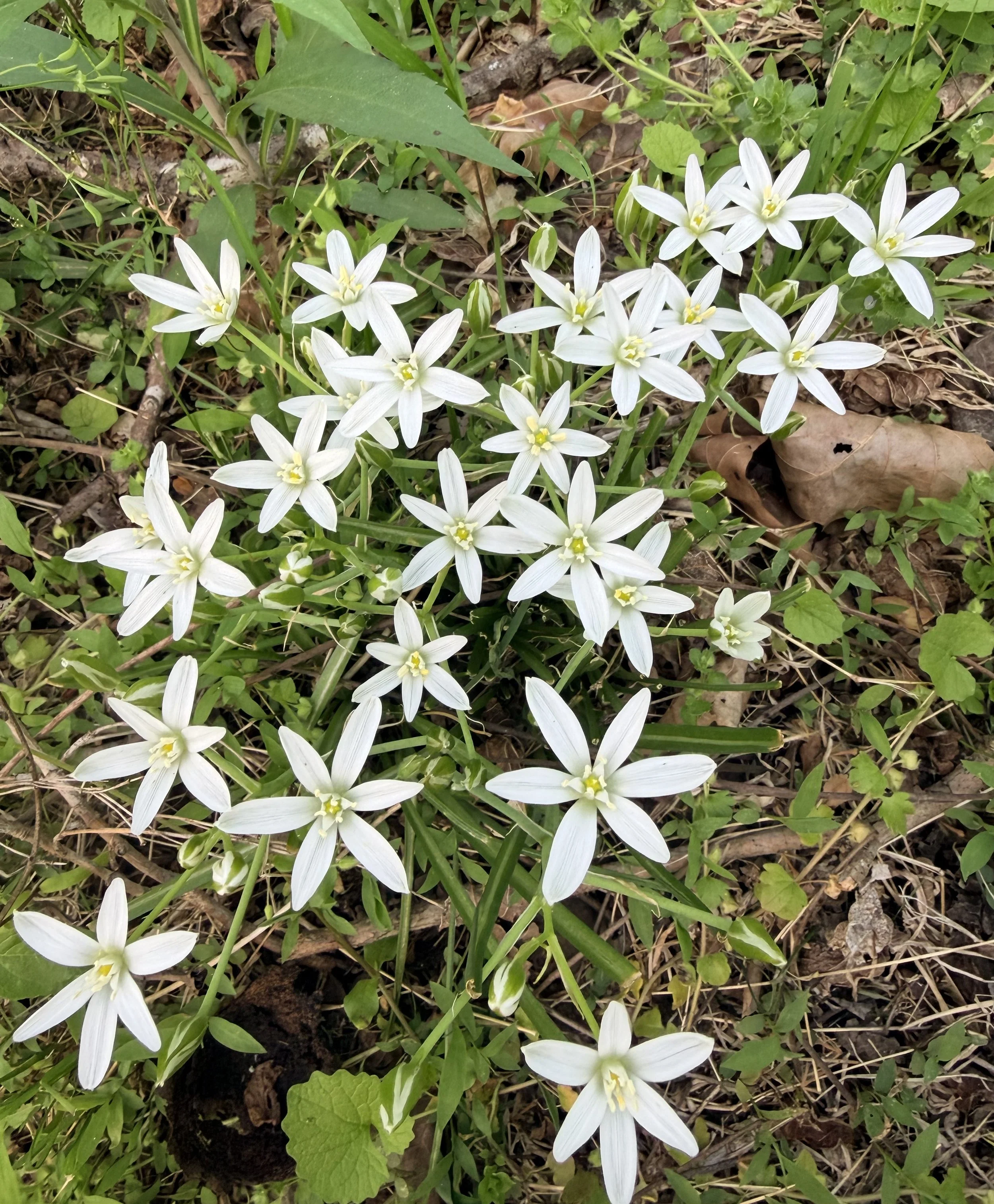 Wildflower outdoors