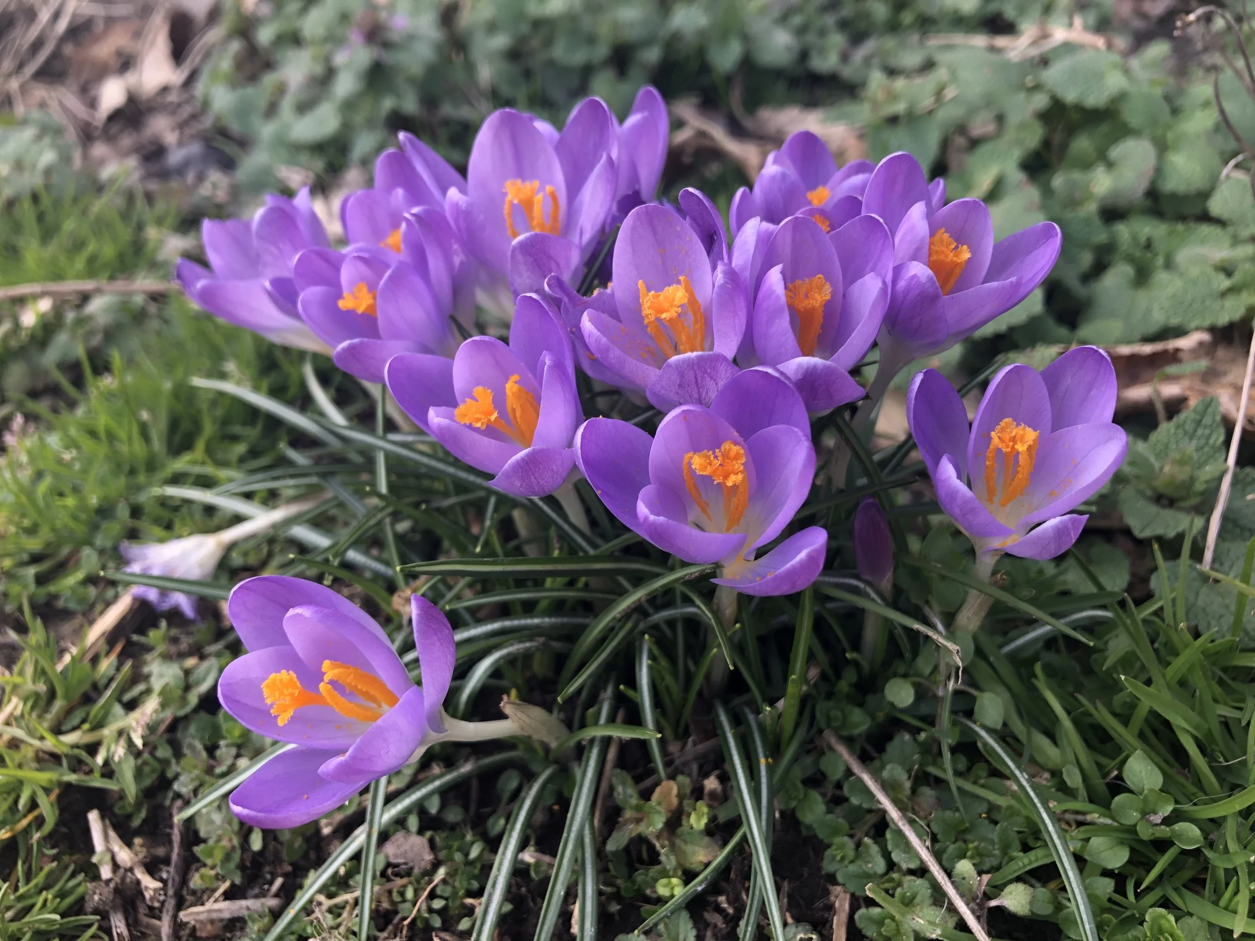 Wildflower outdoors
