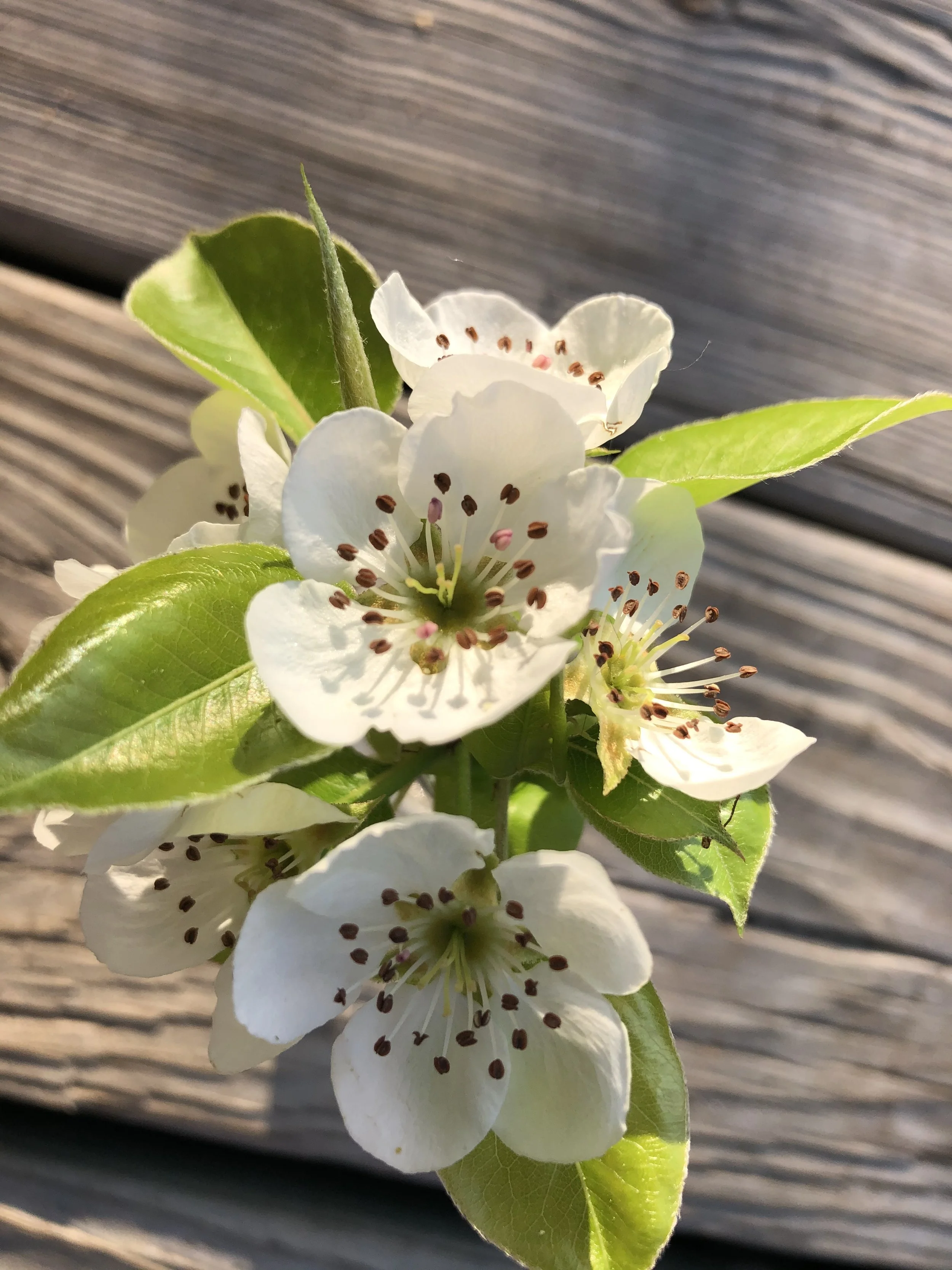 outdoor flowers