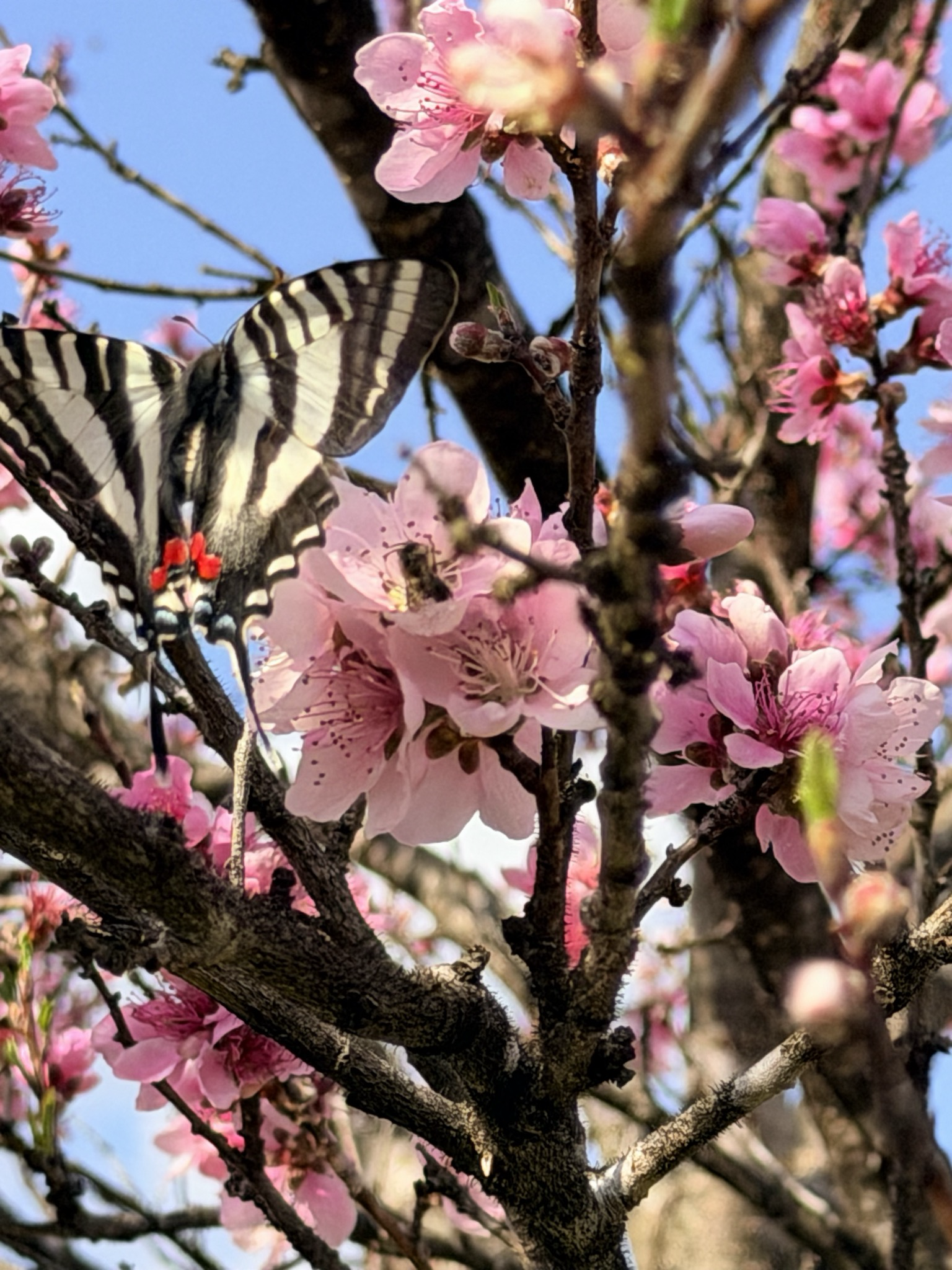 Nature and butterfly