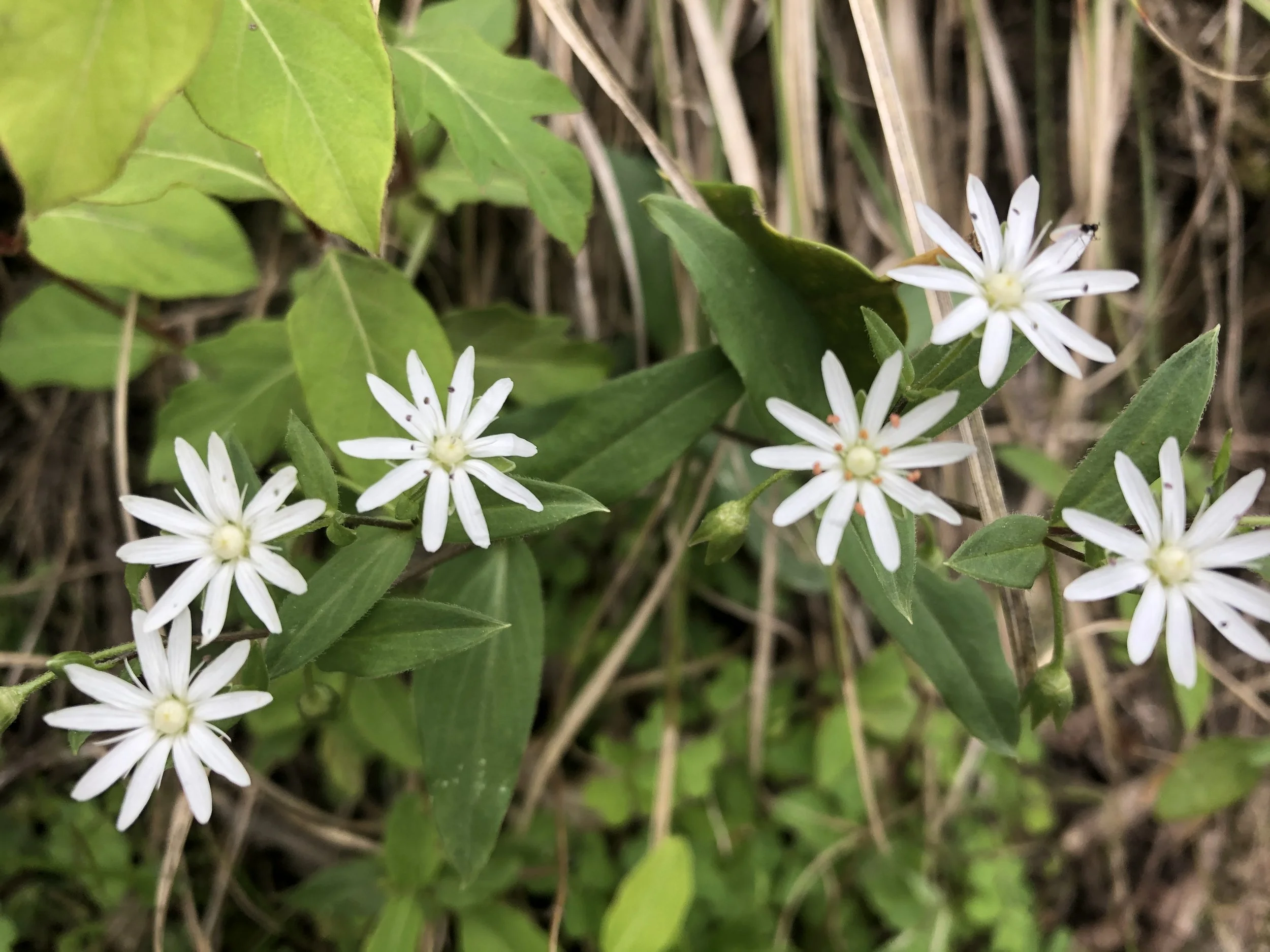 wildflowers outdoors
