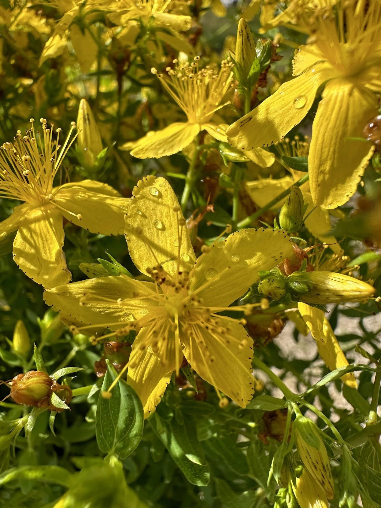 st johns wort2.jpg