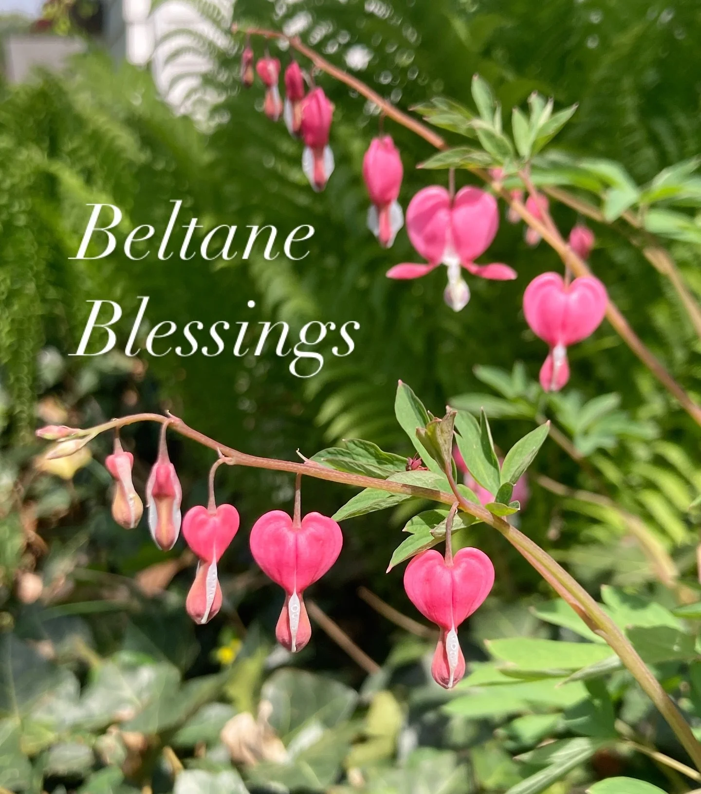 The fire of the season is rising, and Gaia stirs in every blooming branch and birdsong breeze. The Earth, ripe and radiant, invites us to honor her sacred cycles of growth, of union, of creation. Buds swell, roots deepen, and love pulses through all