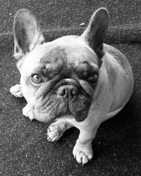 This sweetest girl, Prudence, was heartbreakingly lost to a surgical complication.
Though bitter cold here yesterday, was important to have her Celebration of Life at her and her human companion&rsquo;s favorite park.

#animalsarefamily