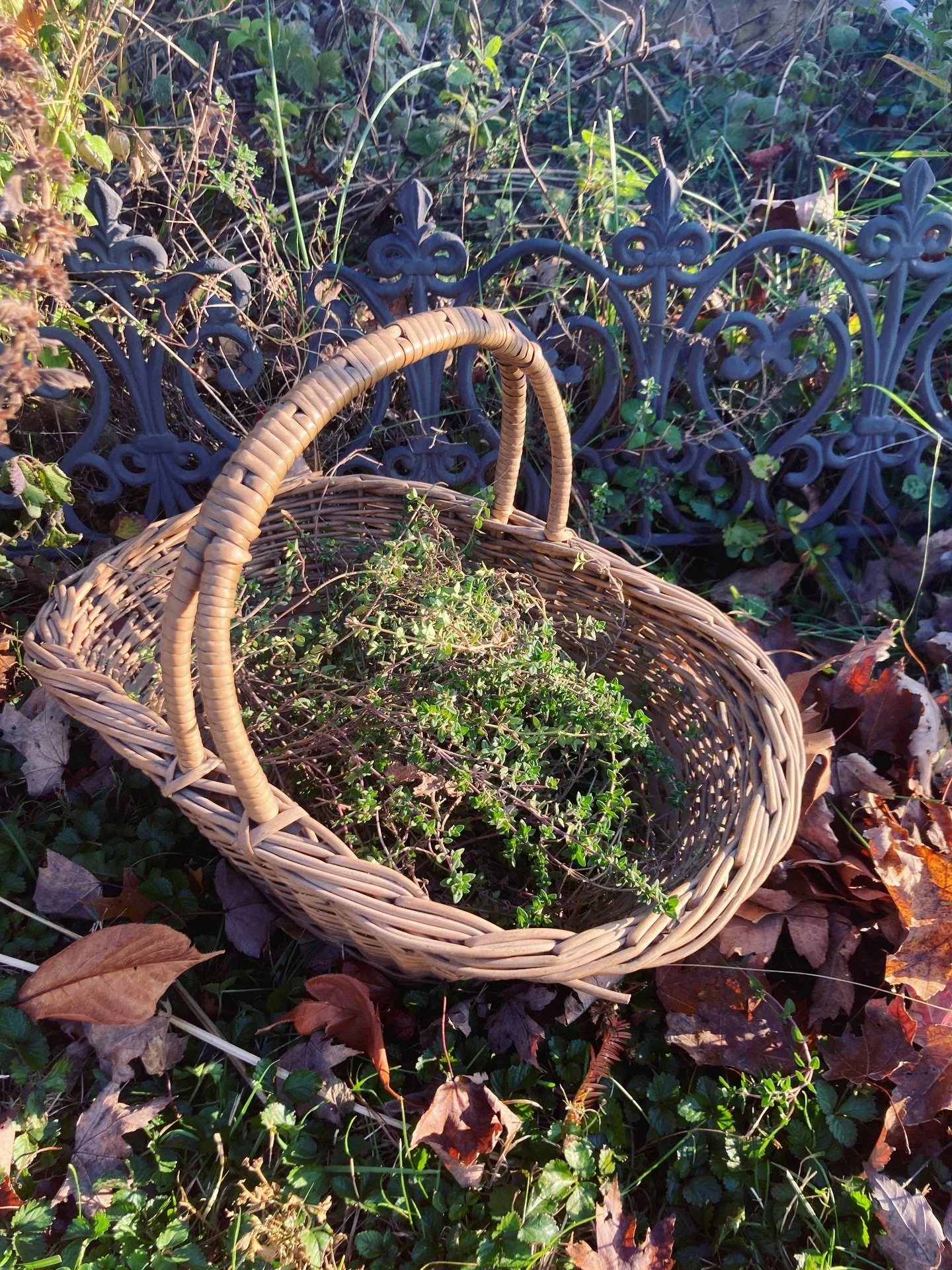 While harvesting the thyme before winter takes it, I reflect on this Thanksgiving. Let us remember the immense gift that is our work as guardians of the threshold. We are blessed to walk alongside others in their most vulnerable moments, to witness t