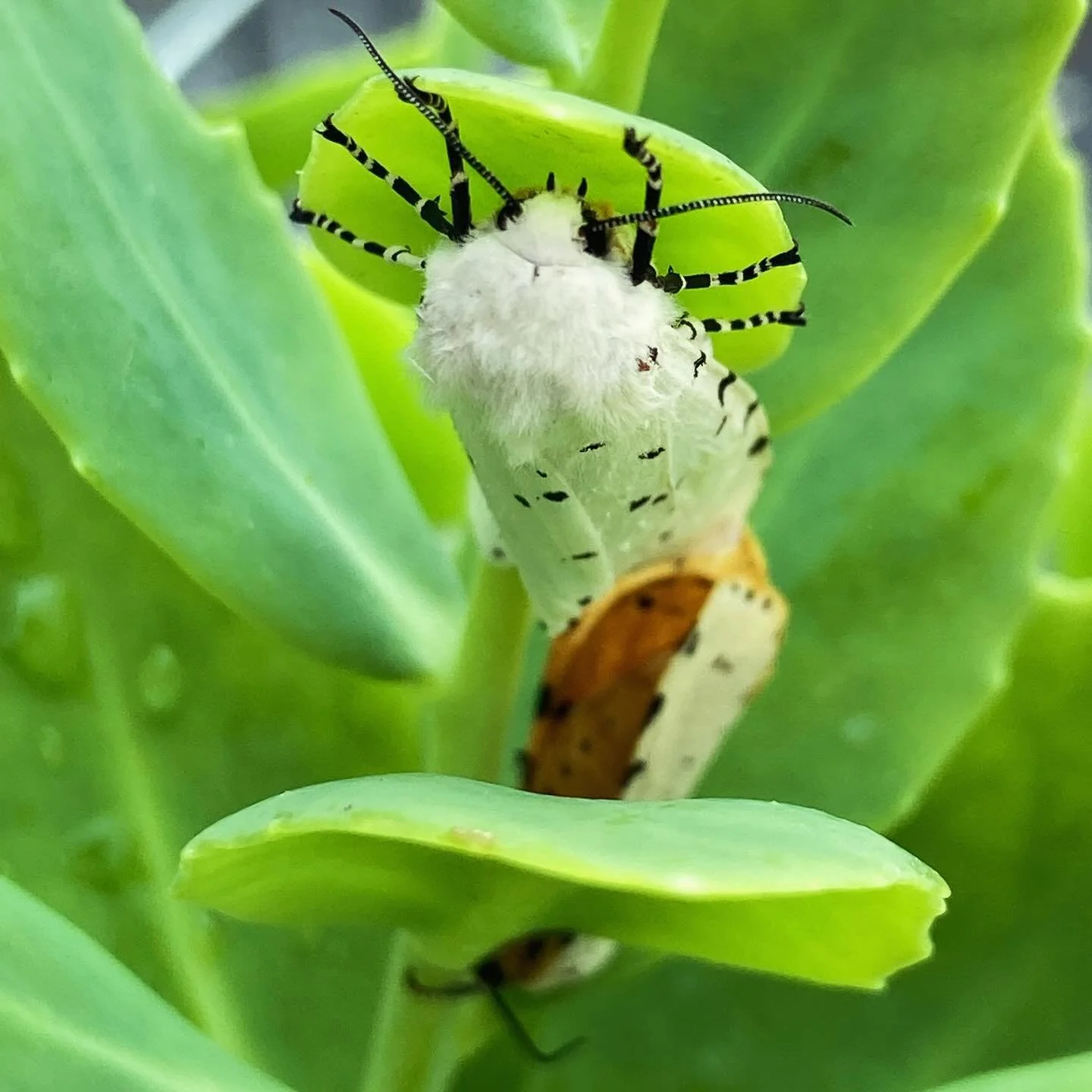 This pretty lady was struggling with her mate, stranded on the asphalt. I gently lifted her to a protected area so they could complete their mission &hellip;as we usher in late summer today and mark the season of abundance!

#estigmene #native
#lughn