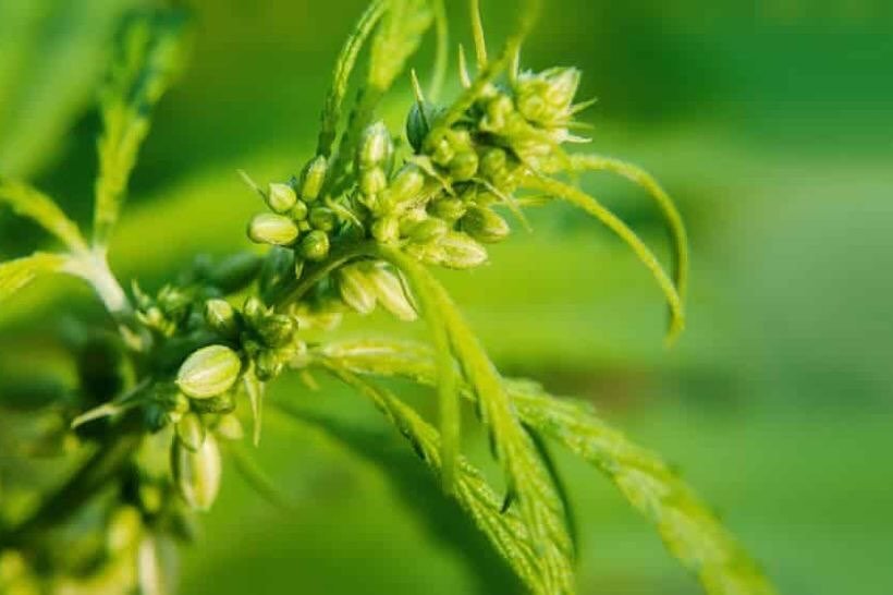 This article explores linalool, a fragrant terpene in cannabis that can provide health benefits including relaxation, improved sleep, stress and anxiety relief, pain relief, and lung health. It discusses its chemistry, specific therapeutic health ben