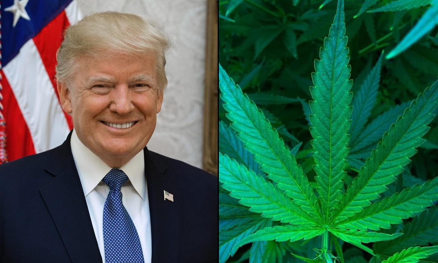 President-elect Donald Trump&rsquo;s pick to lead the Drug Enforcement Administration (DEA) has voiced support for decriminalizing marijuana possession. Read more here : https://www.marijuanamoment.net/trumps-dea-pick-celebrated-marijuana-decriminali