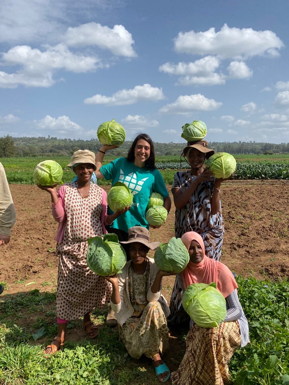 Cabbage Harvest 2- Haramaya Aug22.jpg.jpeg