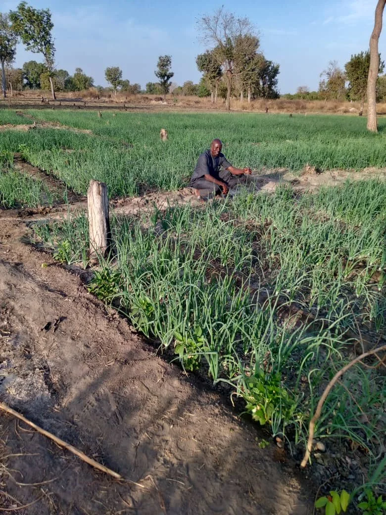 2025: onions in the field