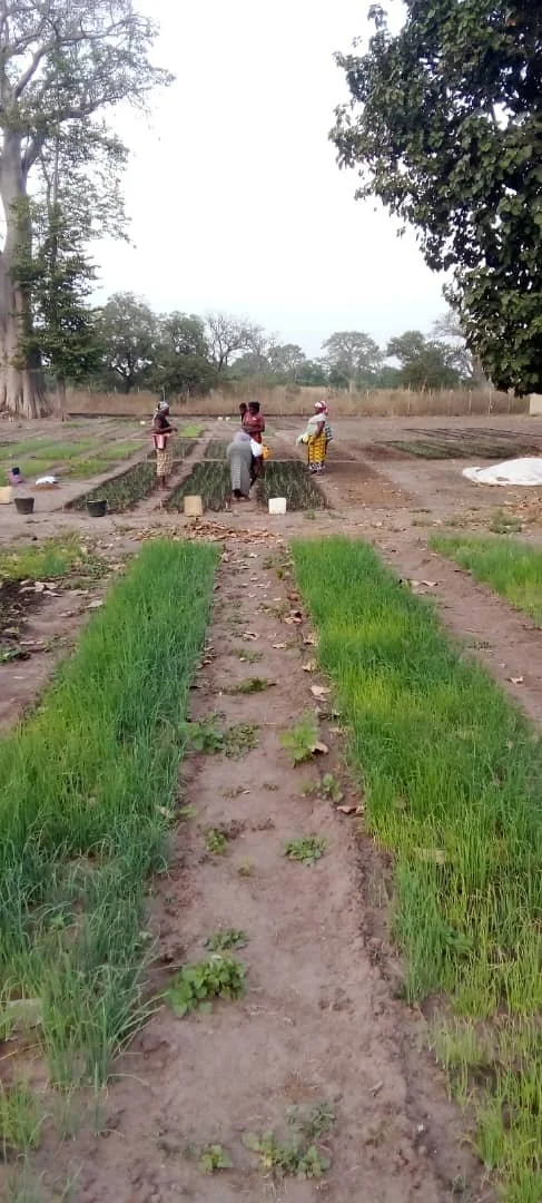 2025: farmers at work on the onion fields