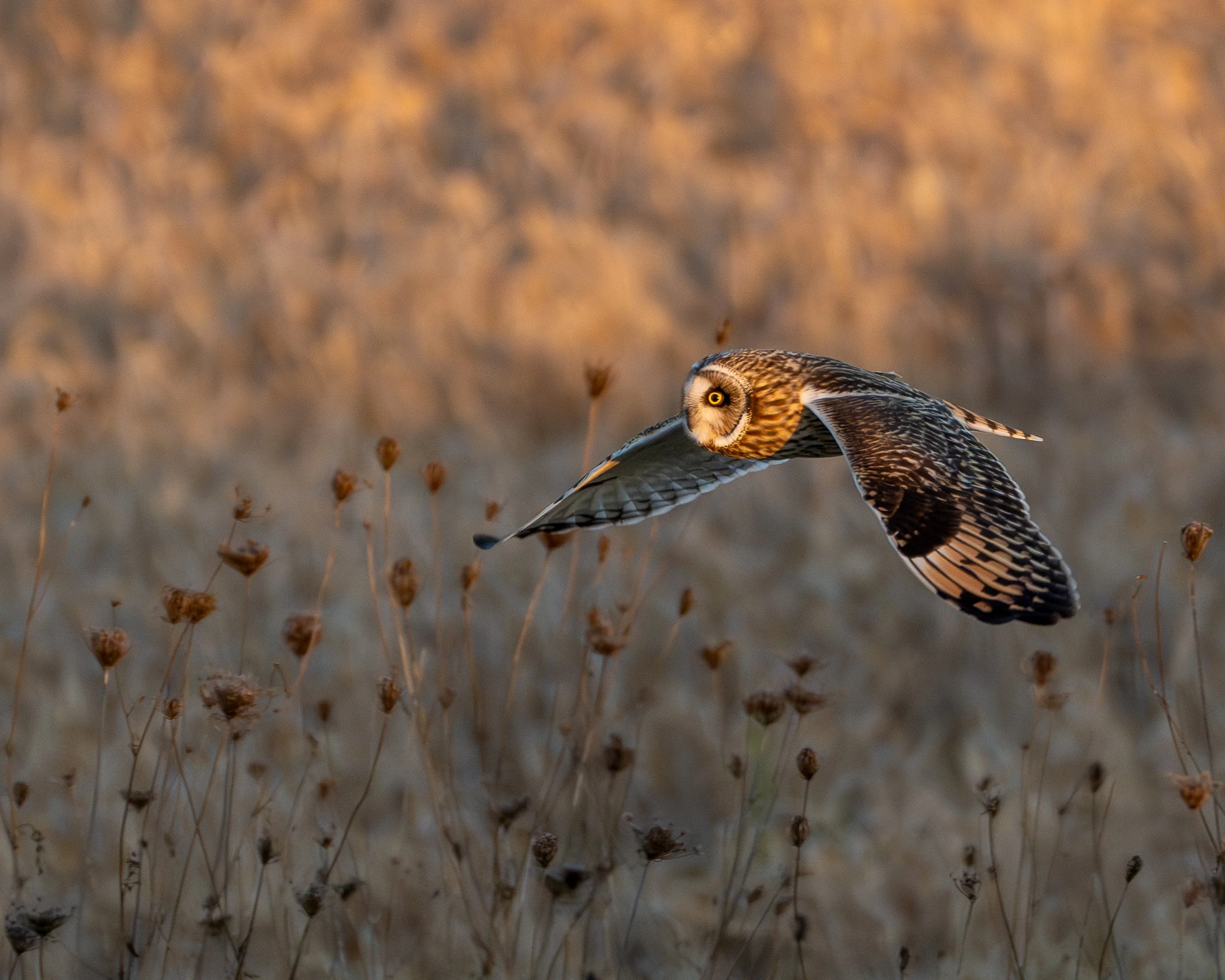 Laurie Michelman Owl.jpg