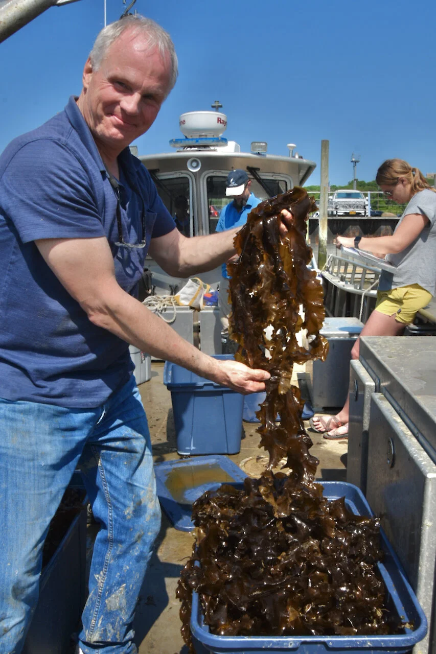Mark Smith shows some of the beautiful sugar kelp harvested from Setauket Harbor.