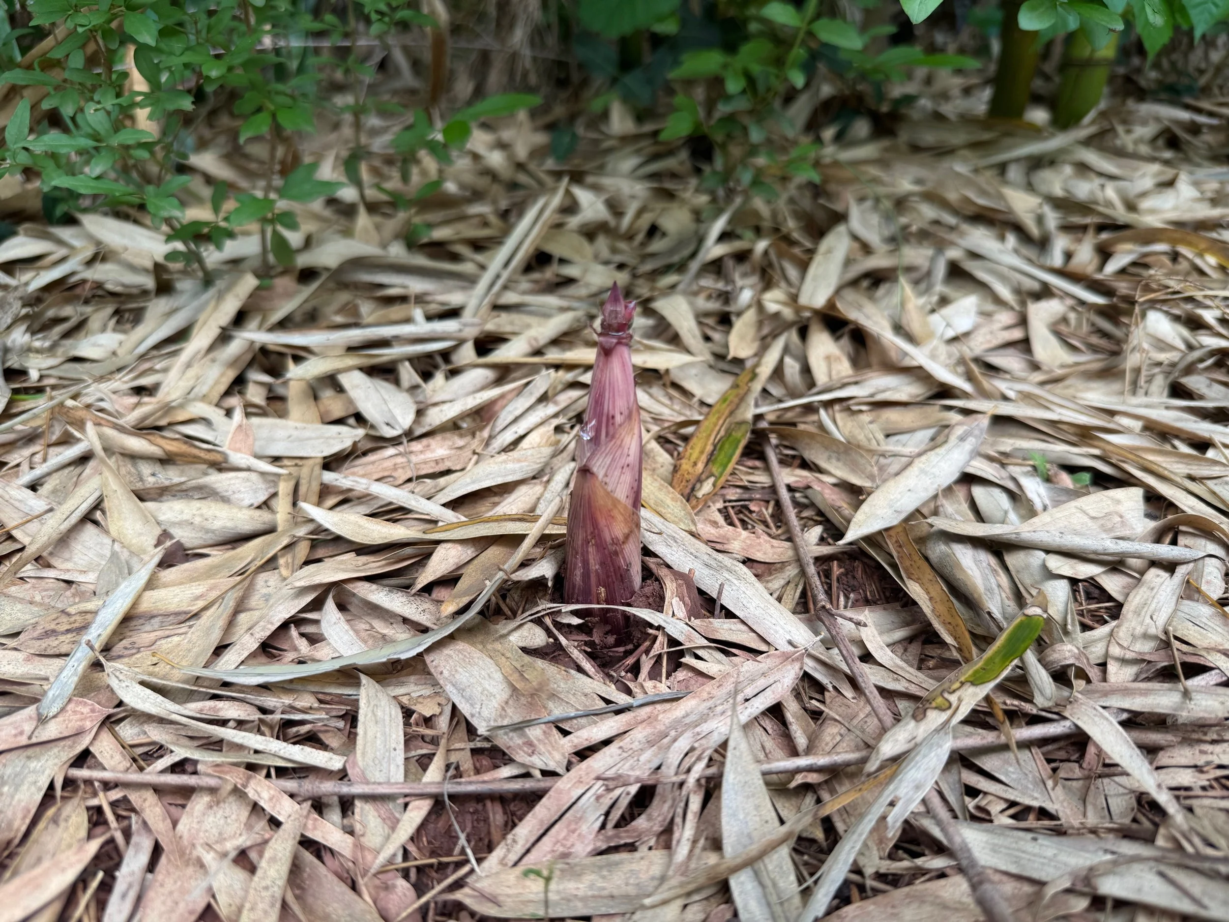 SPRING BAMBOO FORAGE