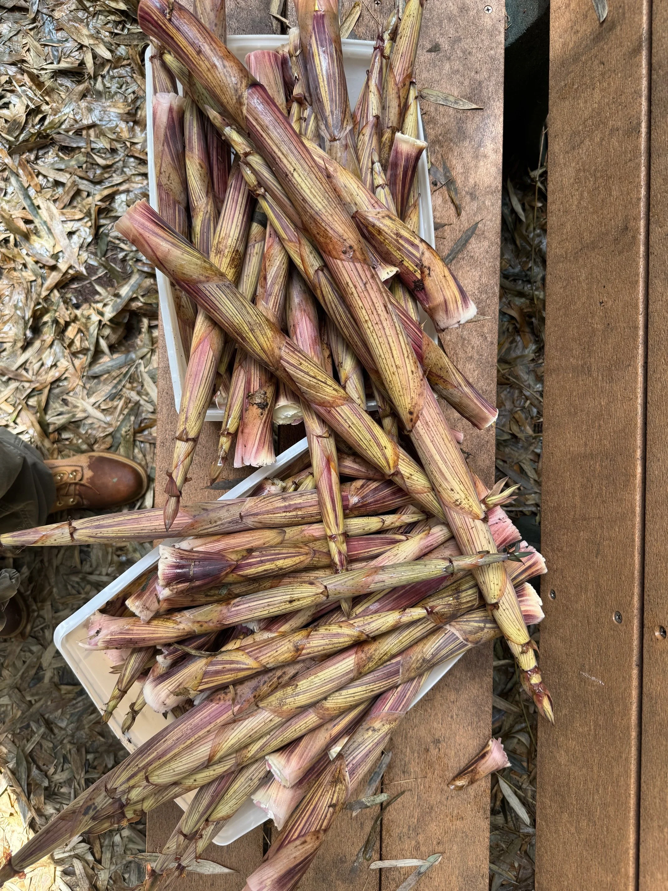 Spring Bamboo Forage