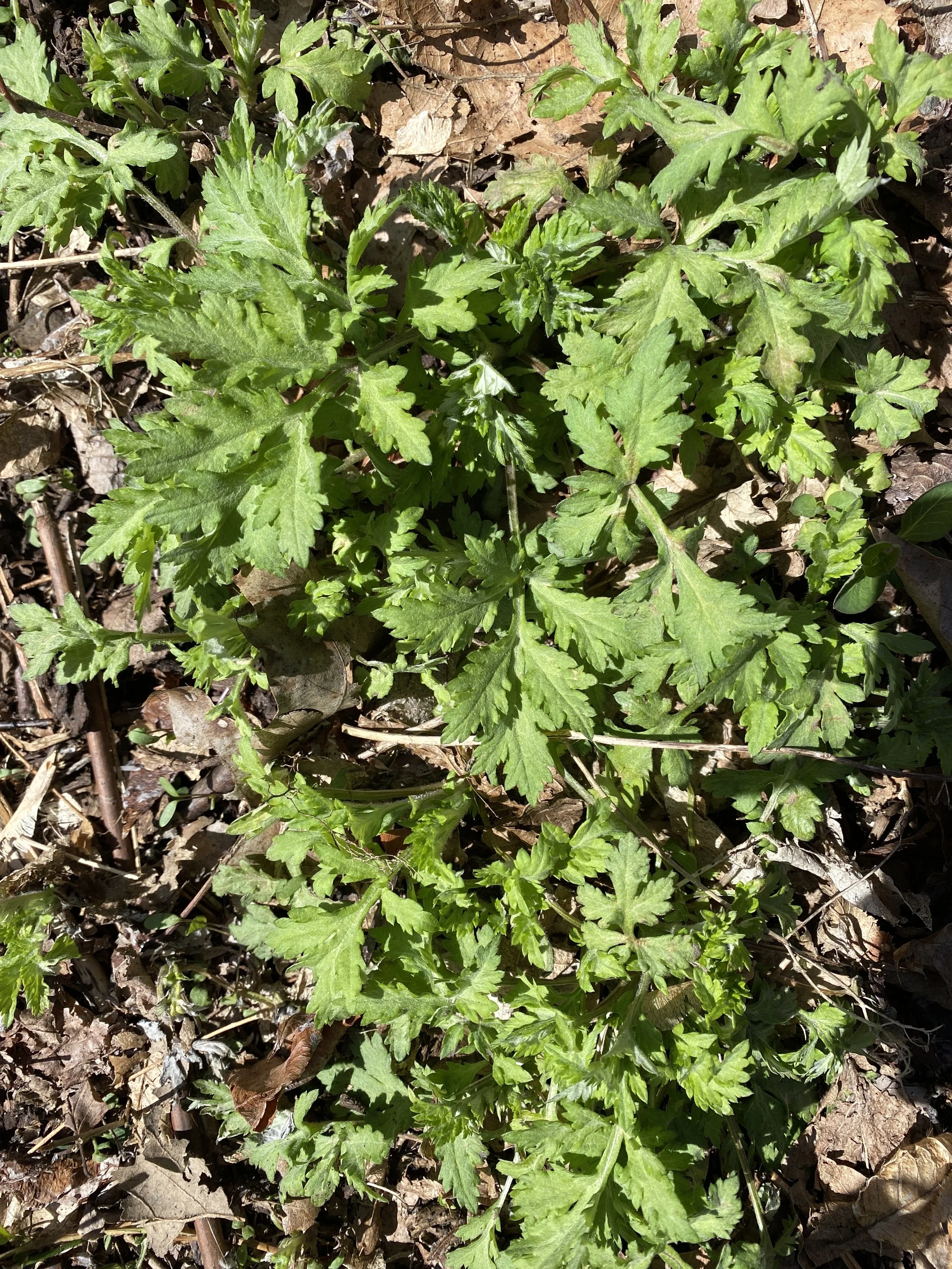 Qing Ming Mugwort Walk