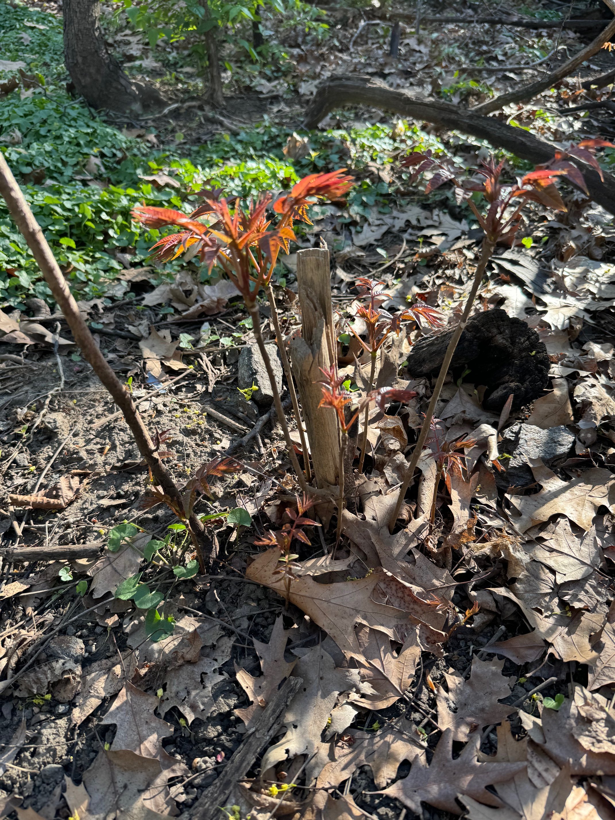 Toon Transplantation