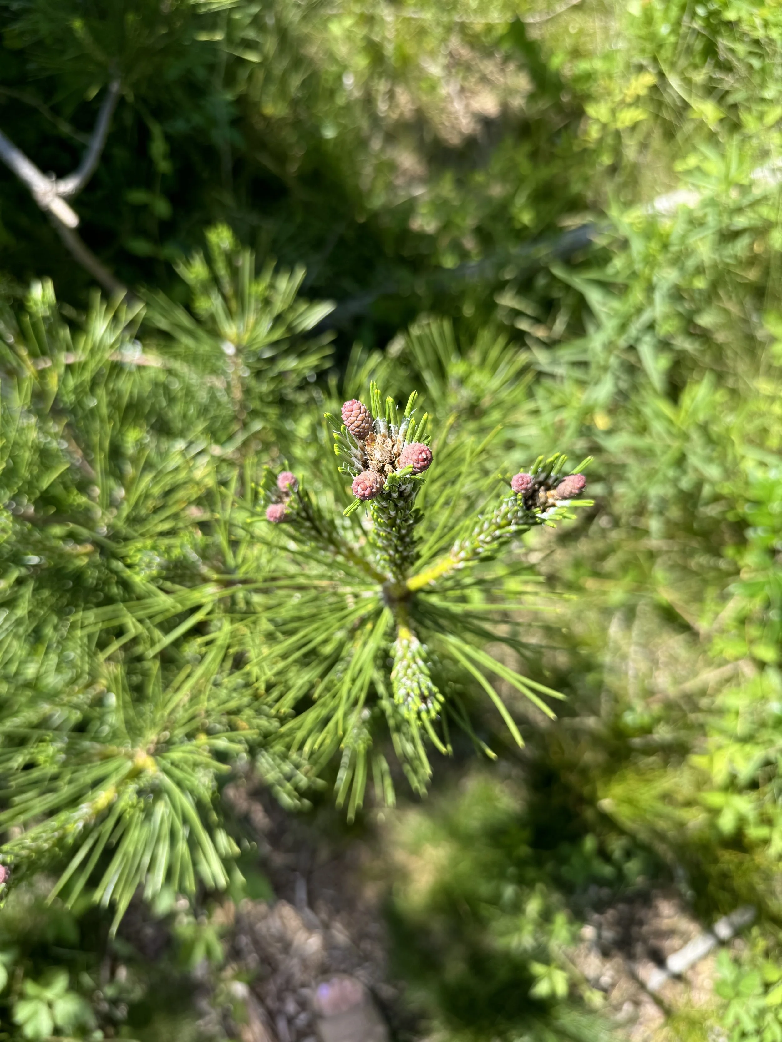 Solstice Forage