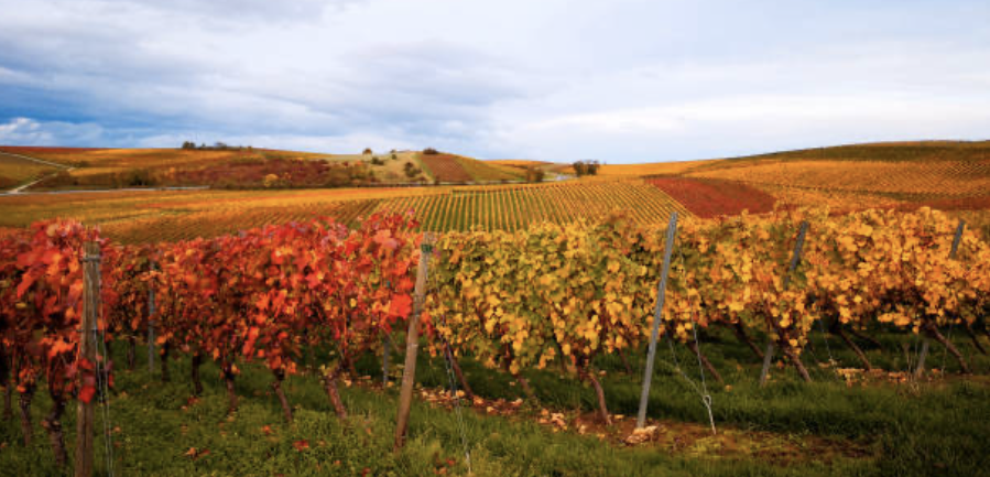 "Fall Harvest Landscape in Oil Pastels"