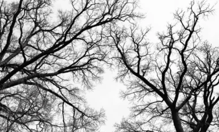 "Atmospheric Trees" Charcoal Drawing Event