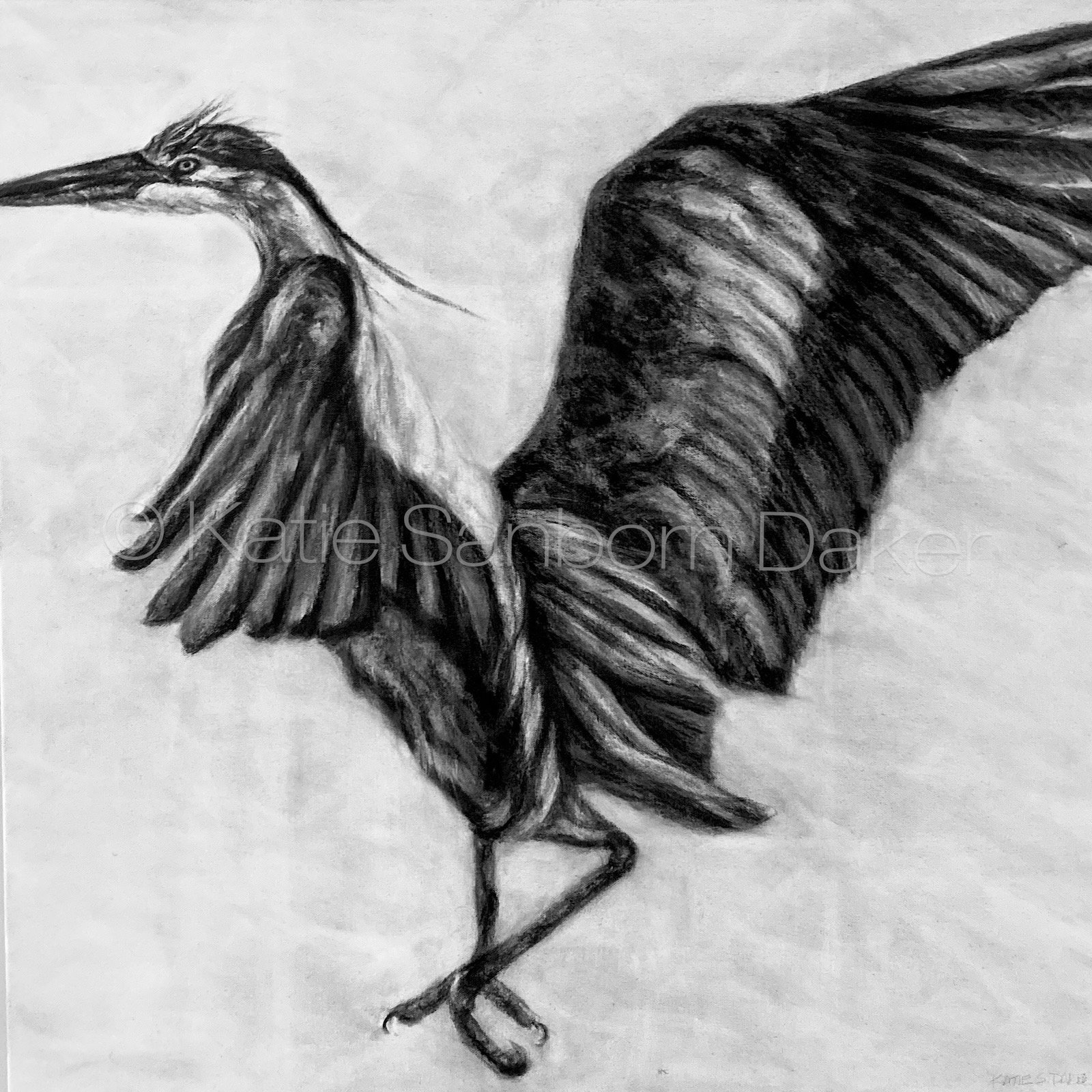 "Frolic (Heron)":  30"x30"x1.5" Charcoal Drawing on Gallery-Wrapped Canvas