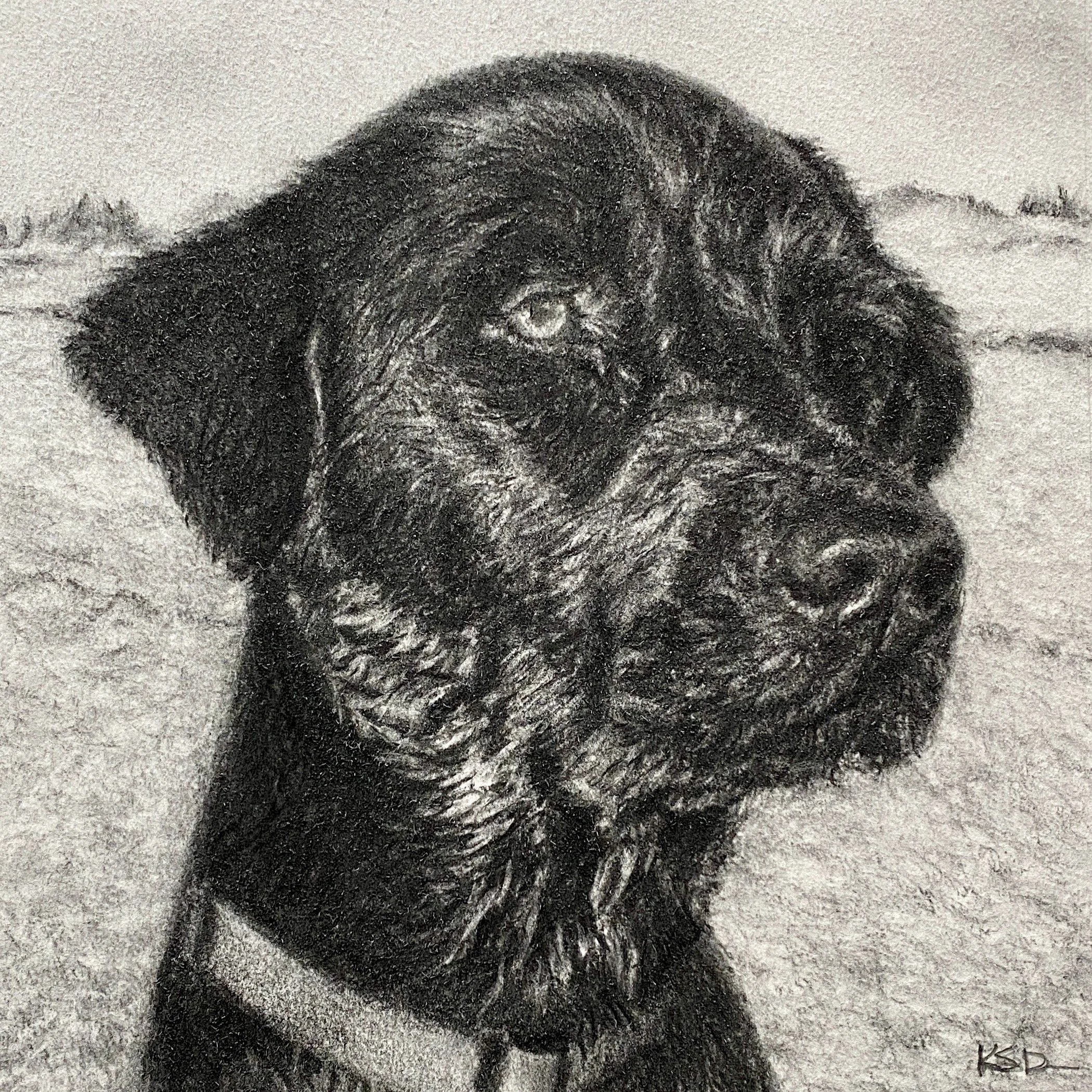 "Finn (wet dog)" Commissioned charcoal drawing on Archival Paper, 10"x10"