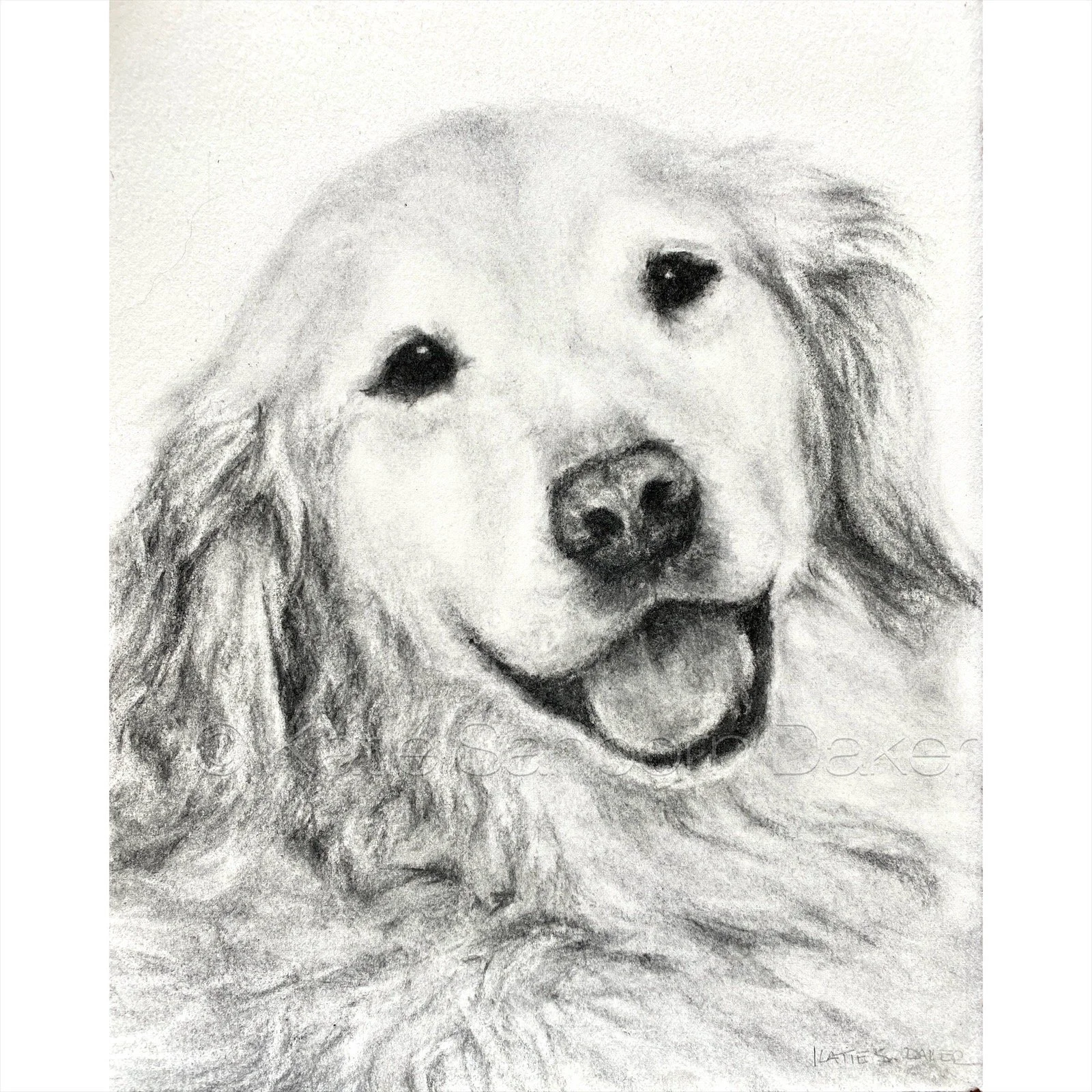 "Bailey": Charcoal commission on archival paper, 8"x10"