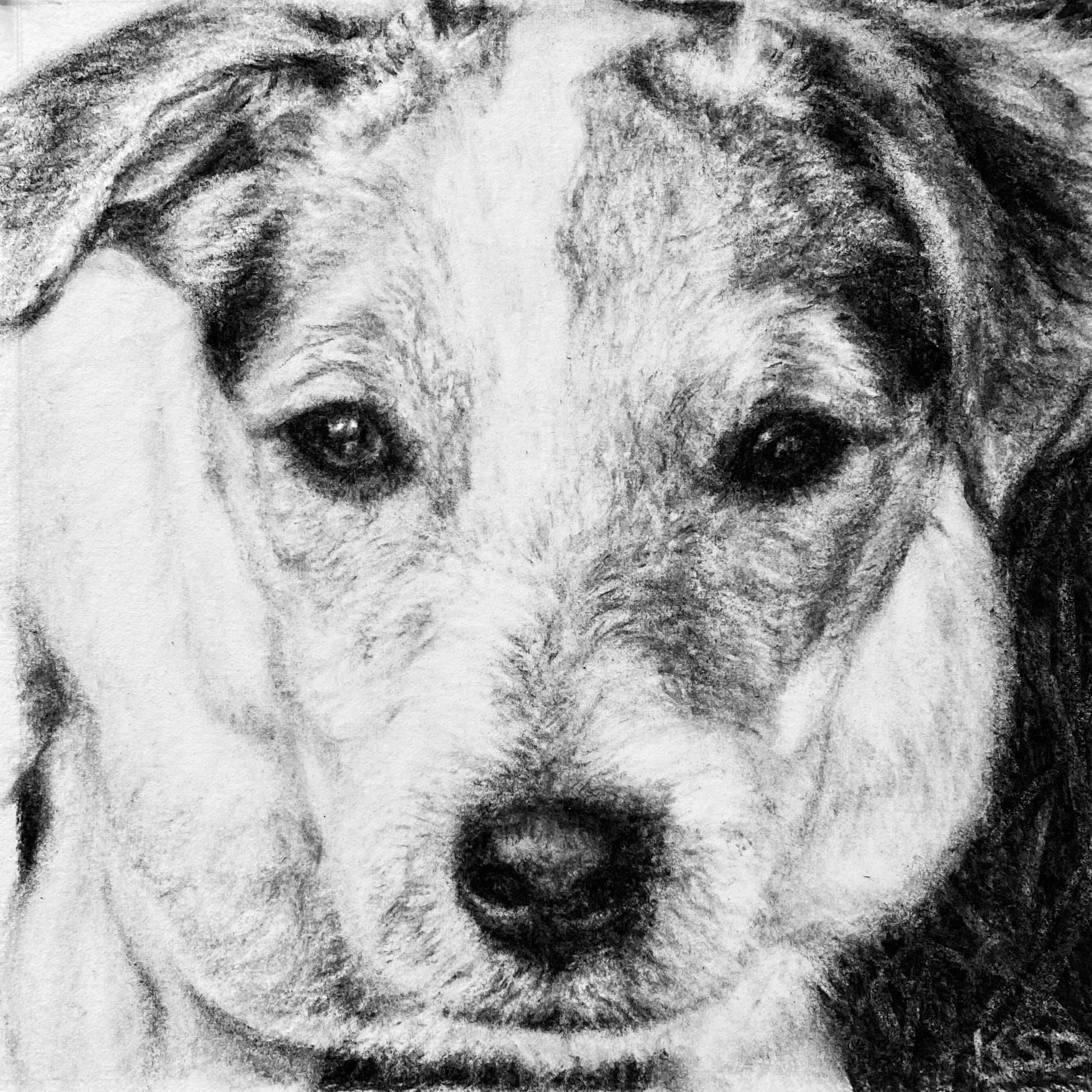 "Harper", Commissioned charcoal drawing on archival paper, 10"x10"