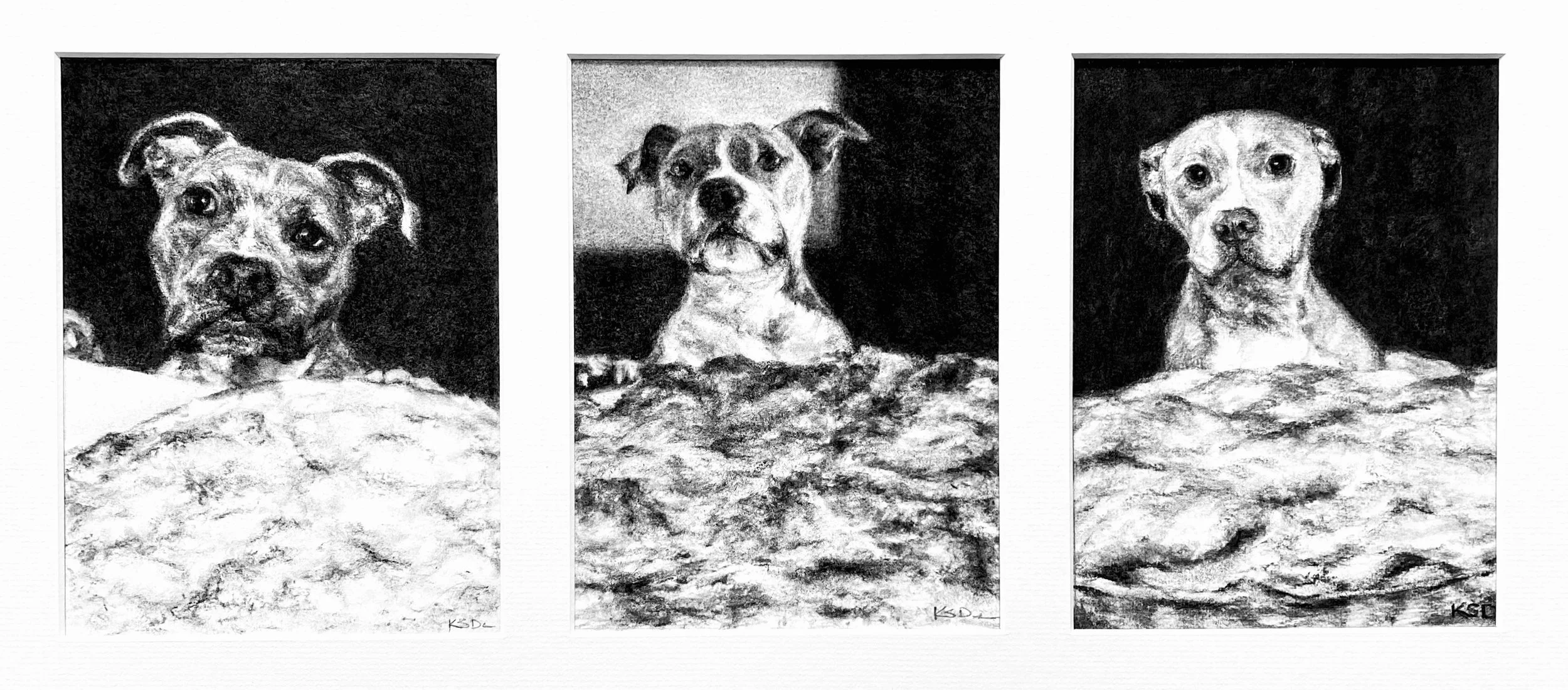 "Josie, Zorro, and Remi": Charcoal commission on archival paper, 3 (6"x8") drawings and mat