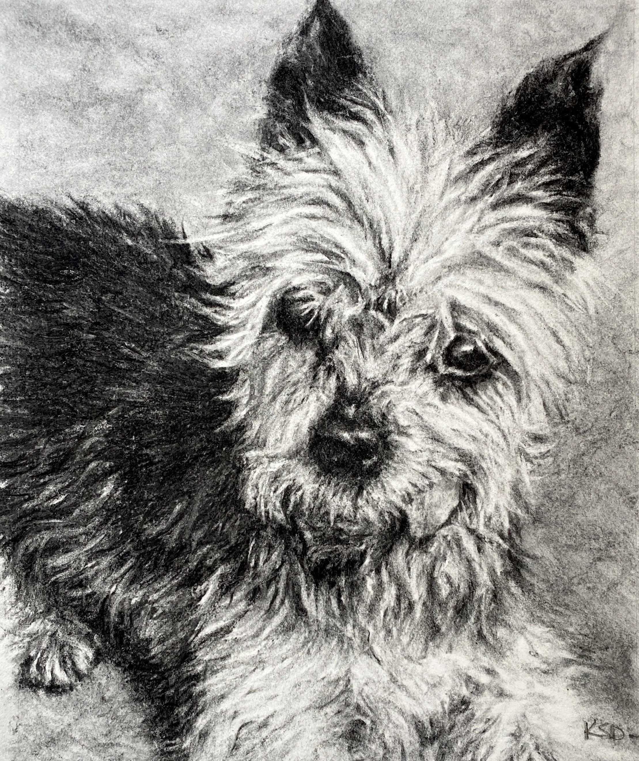 "Martha's Yorkie" Commissioned Charcoal Drawing on Archival Paper, 8"x10"