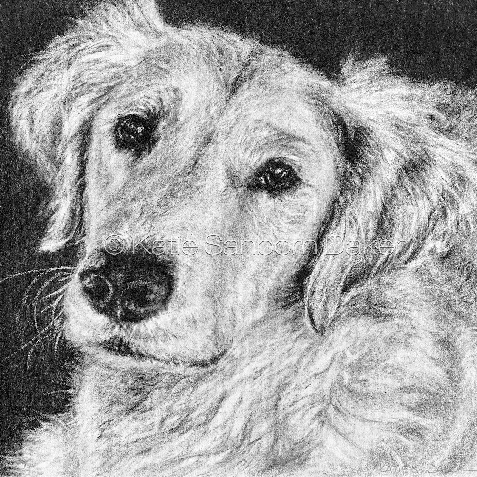 "Millie":  Charcoal commission on archival paper, 10"x10"  