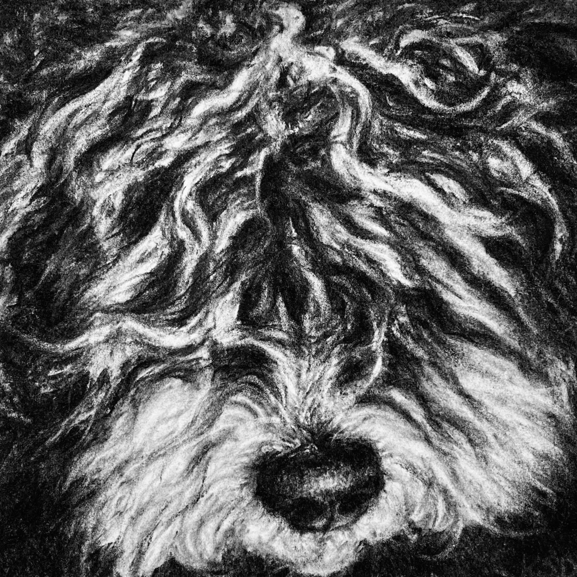 "Chester", 8"x8" charcoal commission on archival paper 