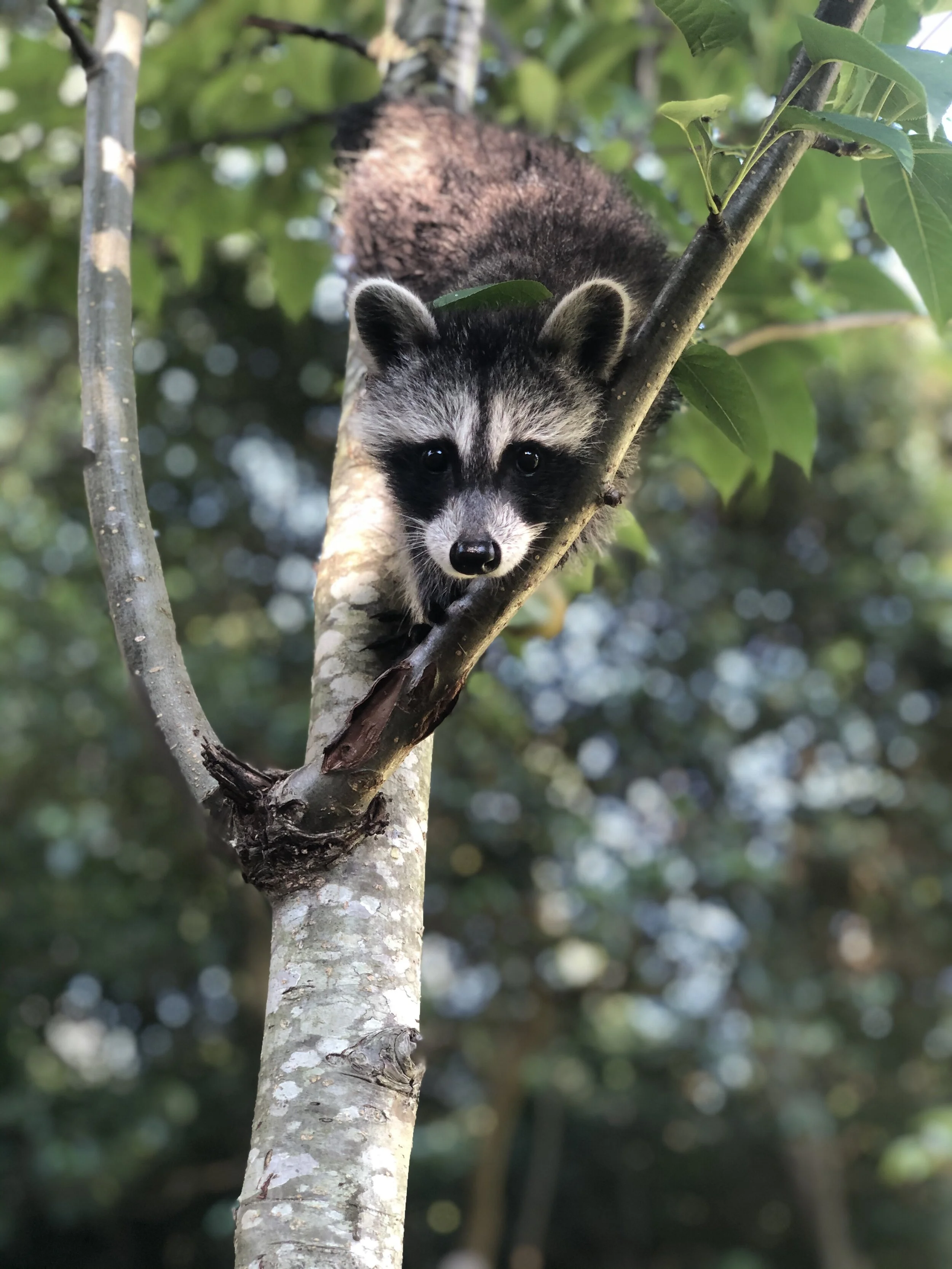 The Science of De-Puffing and Periorbital Edema