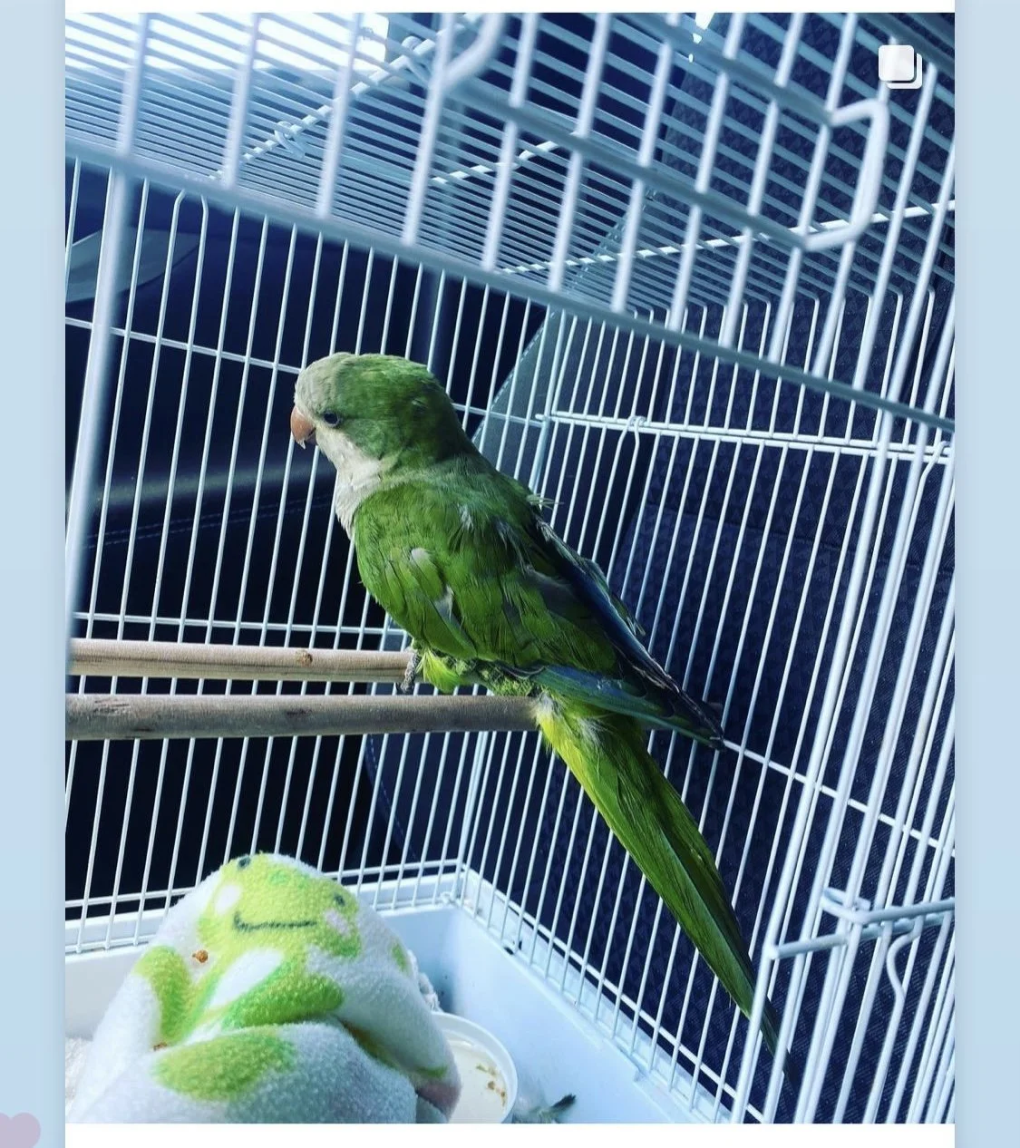 Exotic Pet Sitting Charlotte, NC — Wildlife Rescue of Charlotte