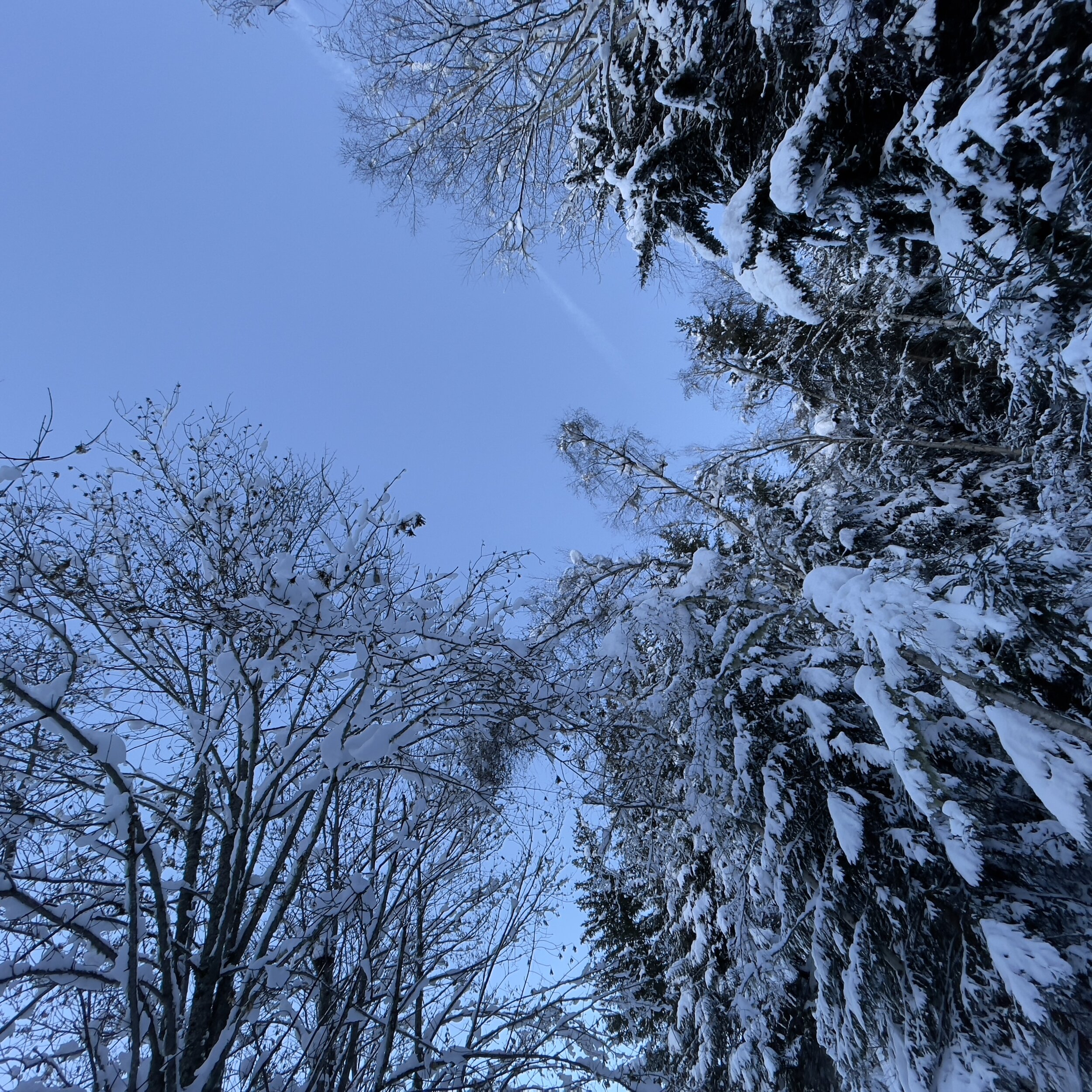 Tree Tops.jpg