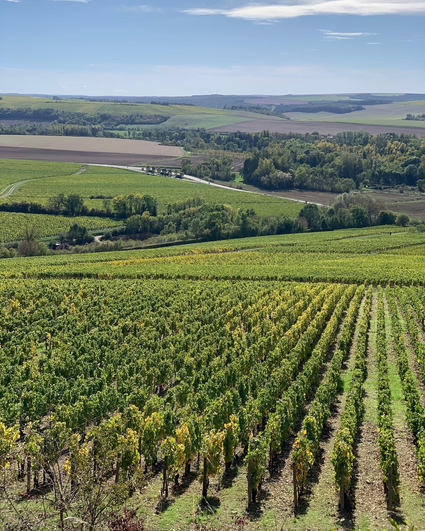 Founded by Burgundian monks in the 12th century, #Chablis is famous the world over for its delicate and delicious white wines. 
&bull;	
&bull; 
&bull; 
#vineyard #burgundywine #winery #winelover #winetasting #vino #winetime #winelovers #winestagra