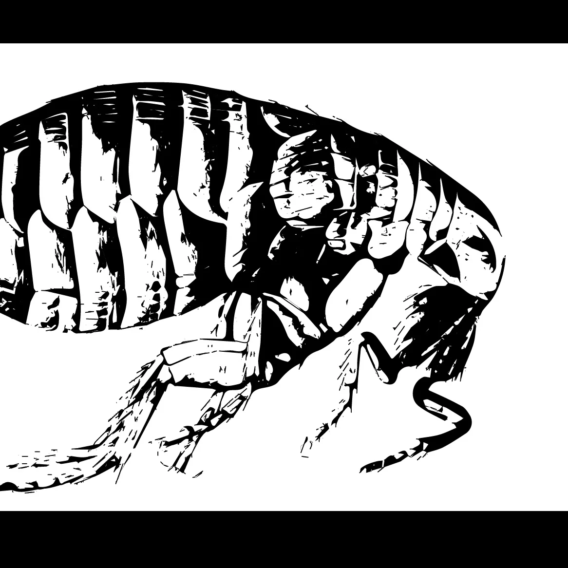 Fleas in Utopia