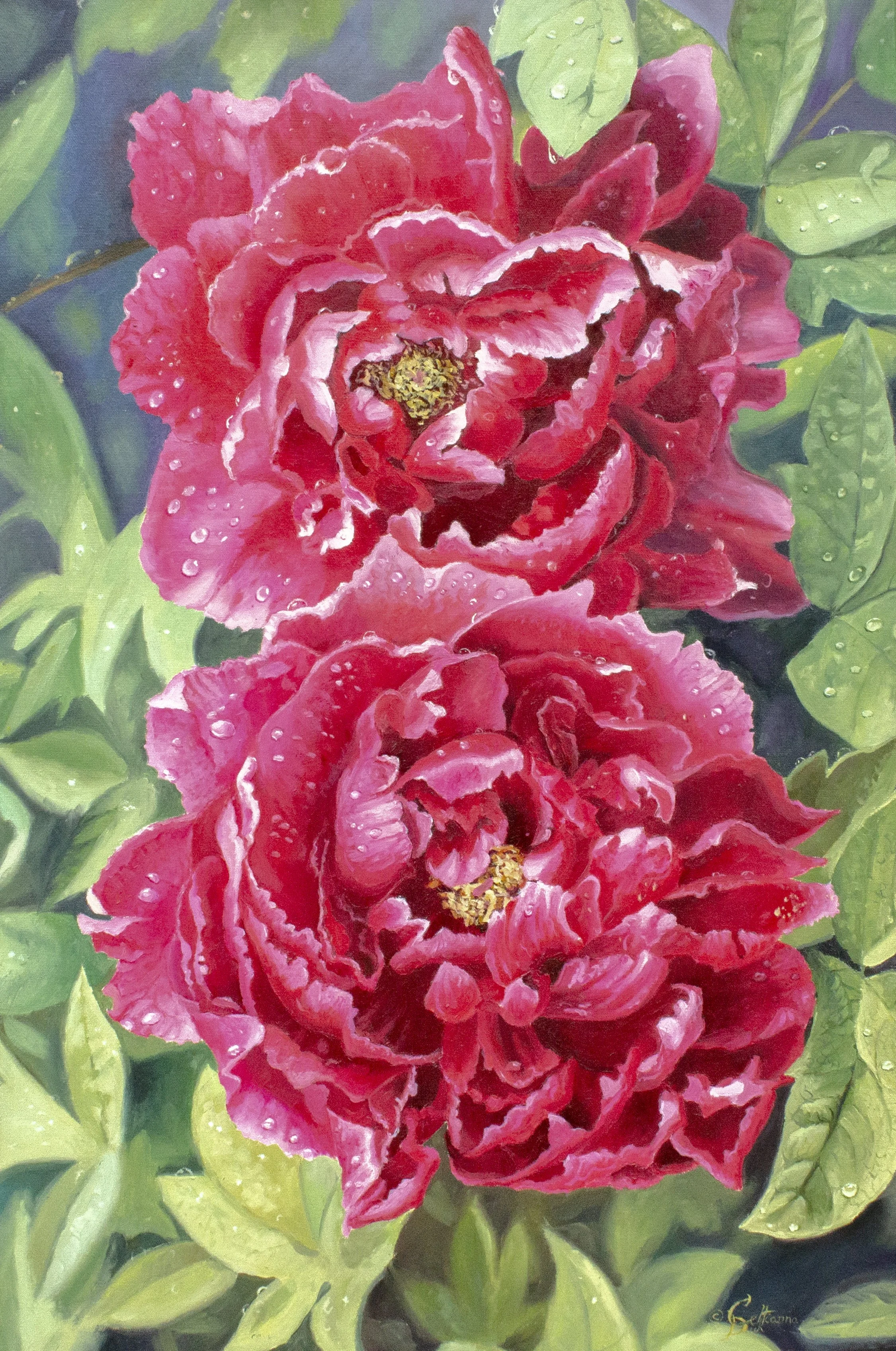 Peonies - 30" x 20" oil on canvas 2016