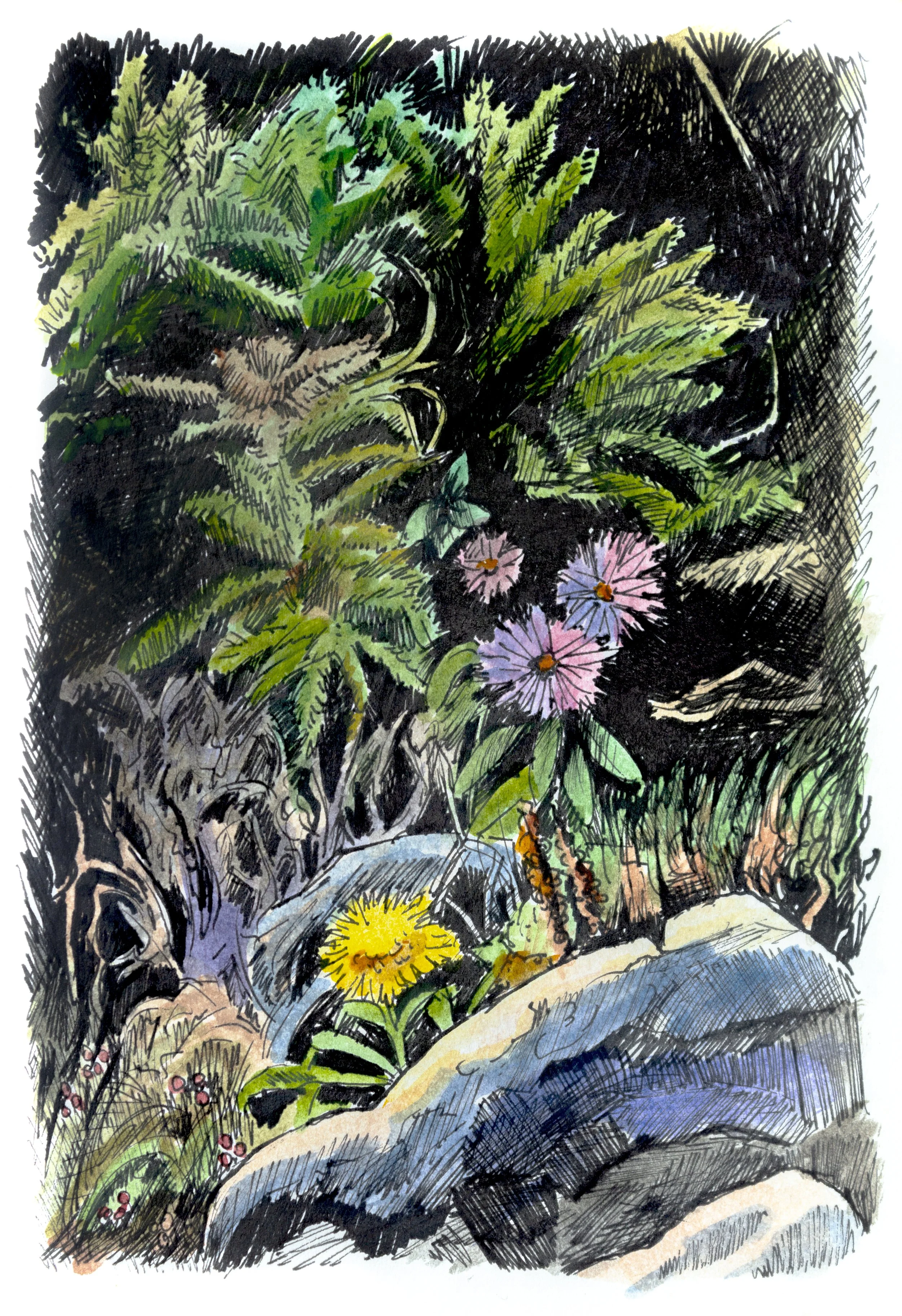 Newfoundland Flowers - 5" x 3" pen on paper 2021